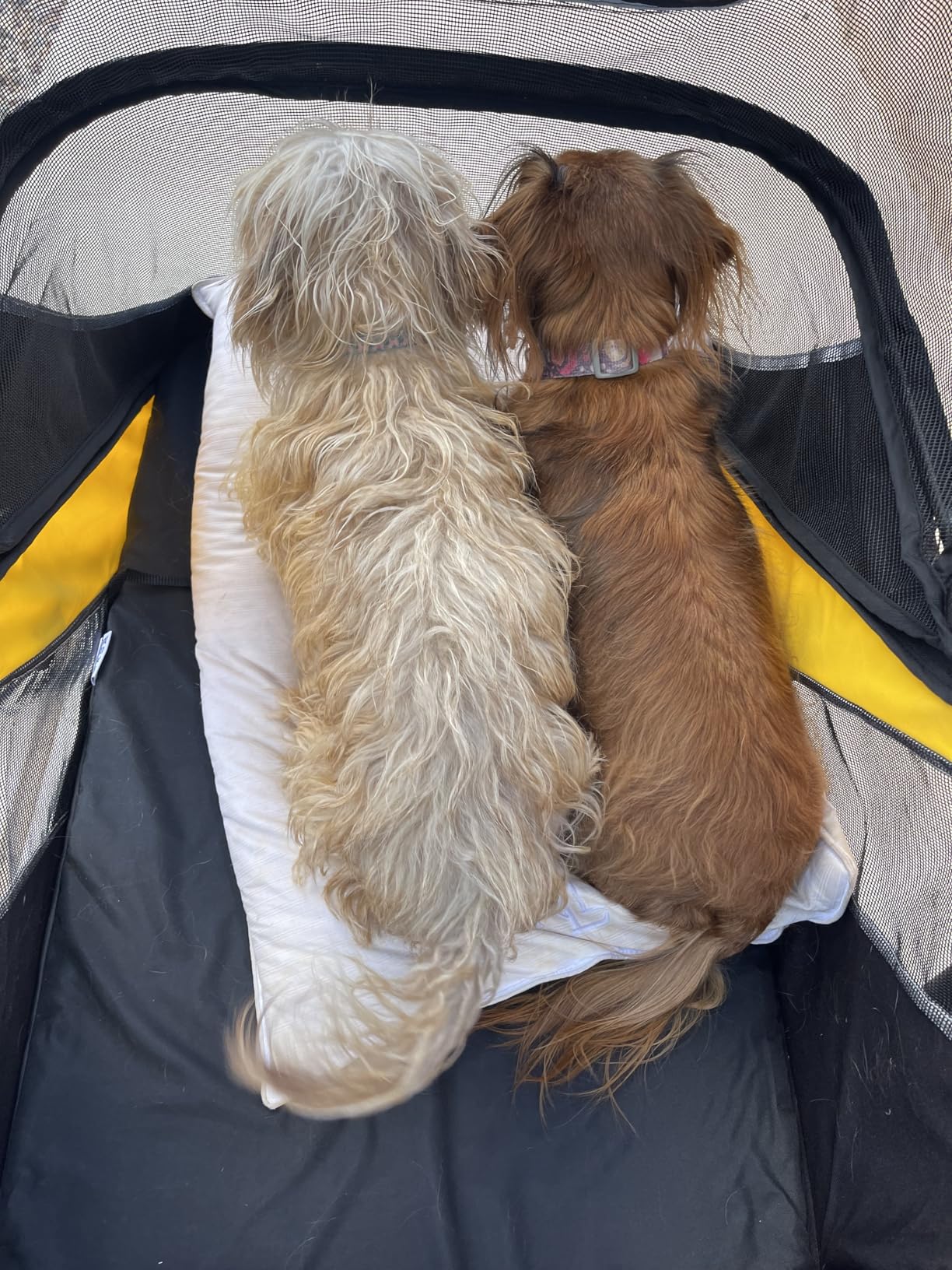 Petbobi Dog Stroller for Large & Medium Dogs - Easy Fold Dual Entry Pet Stroller with One-Foot Brake, All Terrain Wagon Cart customer photo 1
