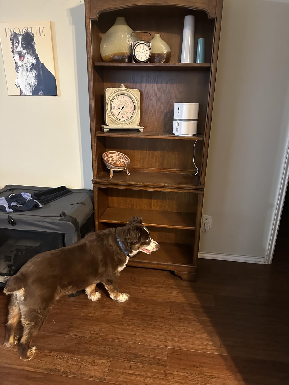 SKYMEE Petalk AI II Dog Camera Automatic Treat Dispenser, 5G WiFi Pet Camera with 180° Pan Full-Room View, Night Vision, Two Way Audio customer photo 1