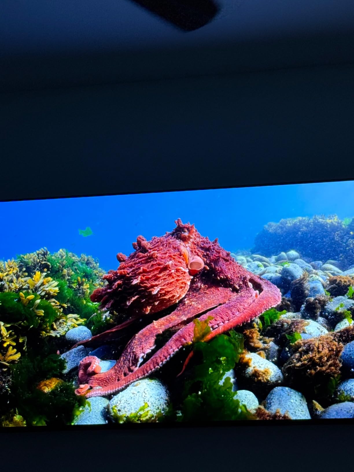 Samsung 65-Inch Class OLED 4K S85D Series HDR Smart TV (QN65S85D, 2024 Model) customer photo 2