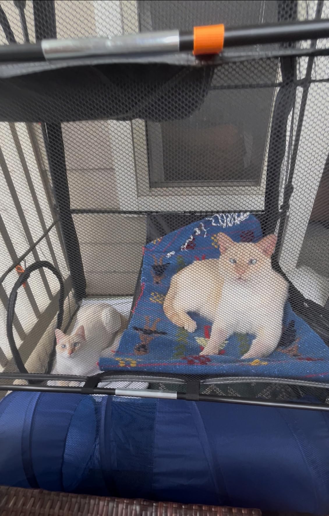 Extra Large Catio Outdoor Cat Enclosure, Rywell 3-Tier Spacious Outdoor Cat Tent, Weatherproof&Sunproof with 5 Windows, Foldable Cat Enclosure for Patio, Camping, Indoor(Includes Carry Bag) customer photo 2