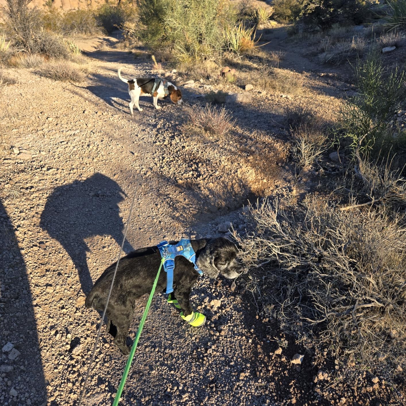 QUMY 4PCS Dog Shoes for Small Dogs, Hot Pavement Summer Puppy Dog Boots & Paw Protectors with Soft Anti-Slip Rubber Sole, Mesh Breathable Dog Booties for Hardfloors, Walking Running customer photo 1