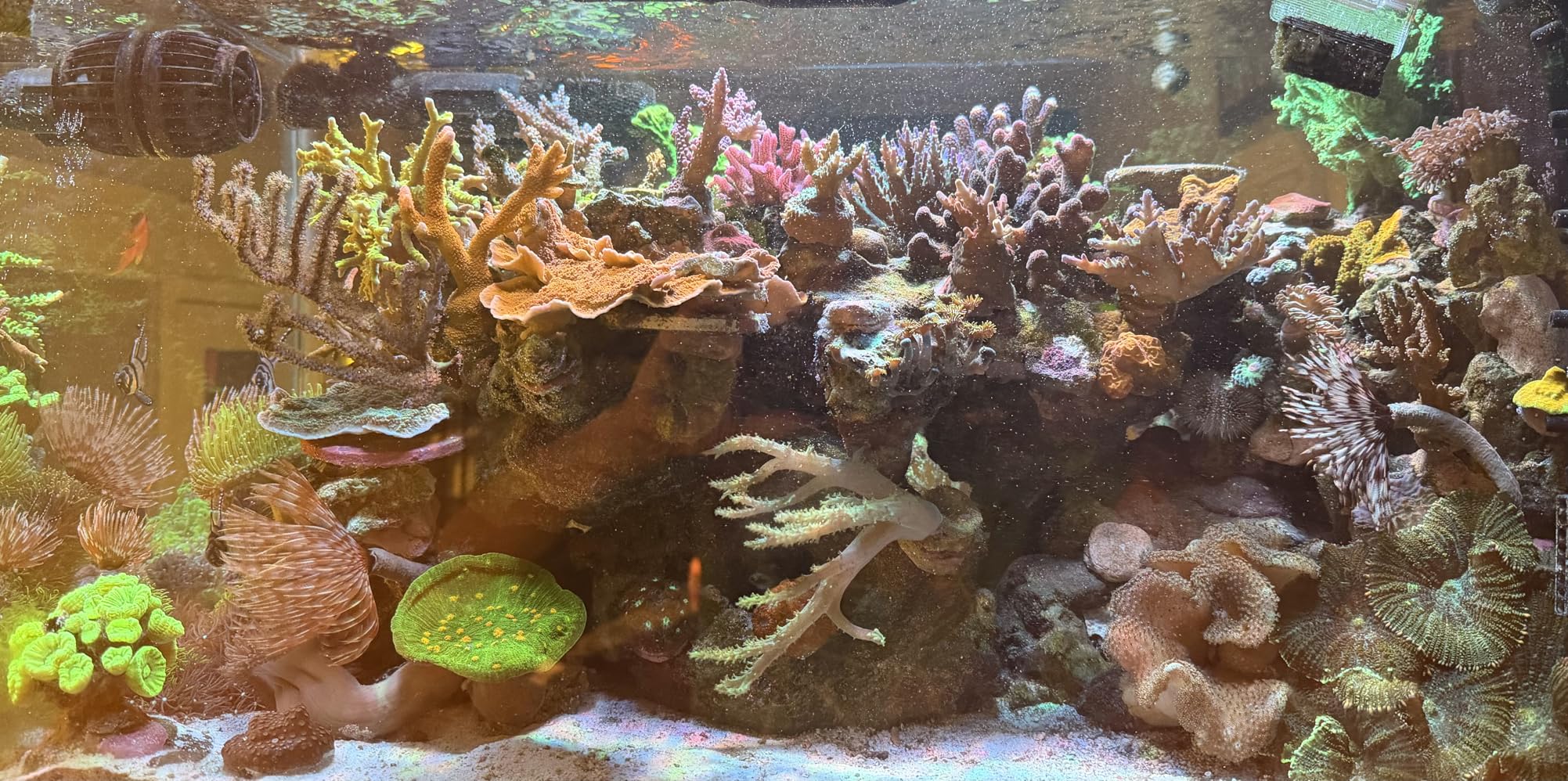 NICREW HyperReef 100 Gen 2 Reef LED Light, 100W Reef Aquarium Lighting for SPS LPS Corals and Saltwater Fish Tanks, Enhanced Violet and Blue Spectrum, Wide Angle Lens, 5 Channels Fully Programmable customer photo 2