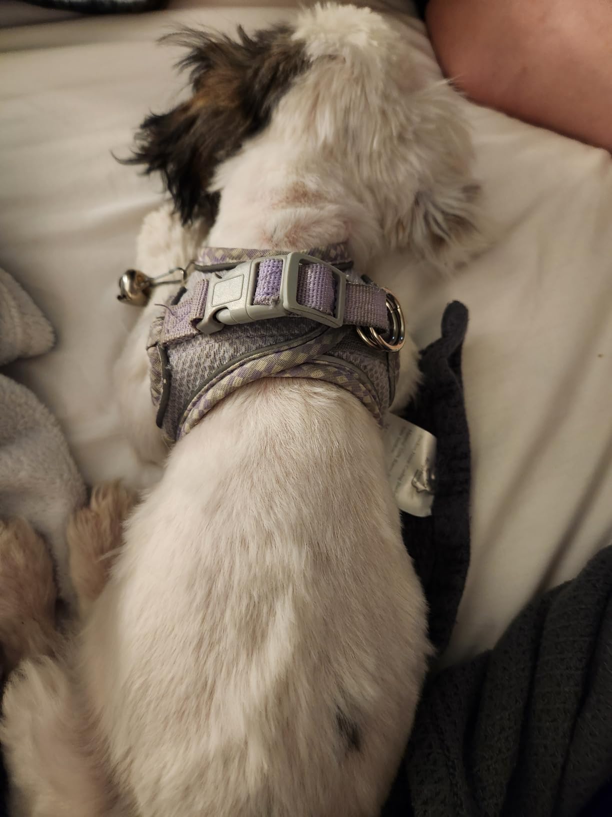 AIITLE Tiny Dog Harness - Lightweight Mesh Step-in Vest for Puppy, Reflective & Escape-Proof Design with High-Stick Magic Tape - Indoor/Outdoor Use for Chihuahua, Maltese, Shih Tzu(Brown-Beige, XXXS) customer photo 2