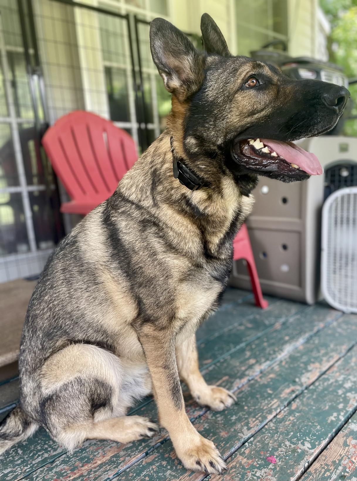 Dogtra Smart NOBARK Detects Whining and Barking, 33 ft Range App for Notifications, E-Collar, Behavior Report, Waterproof IPX9K, Compact Size for 10 lb Dogs, Triple Detection Accuracy customer photo 1