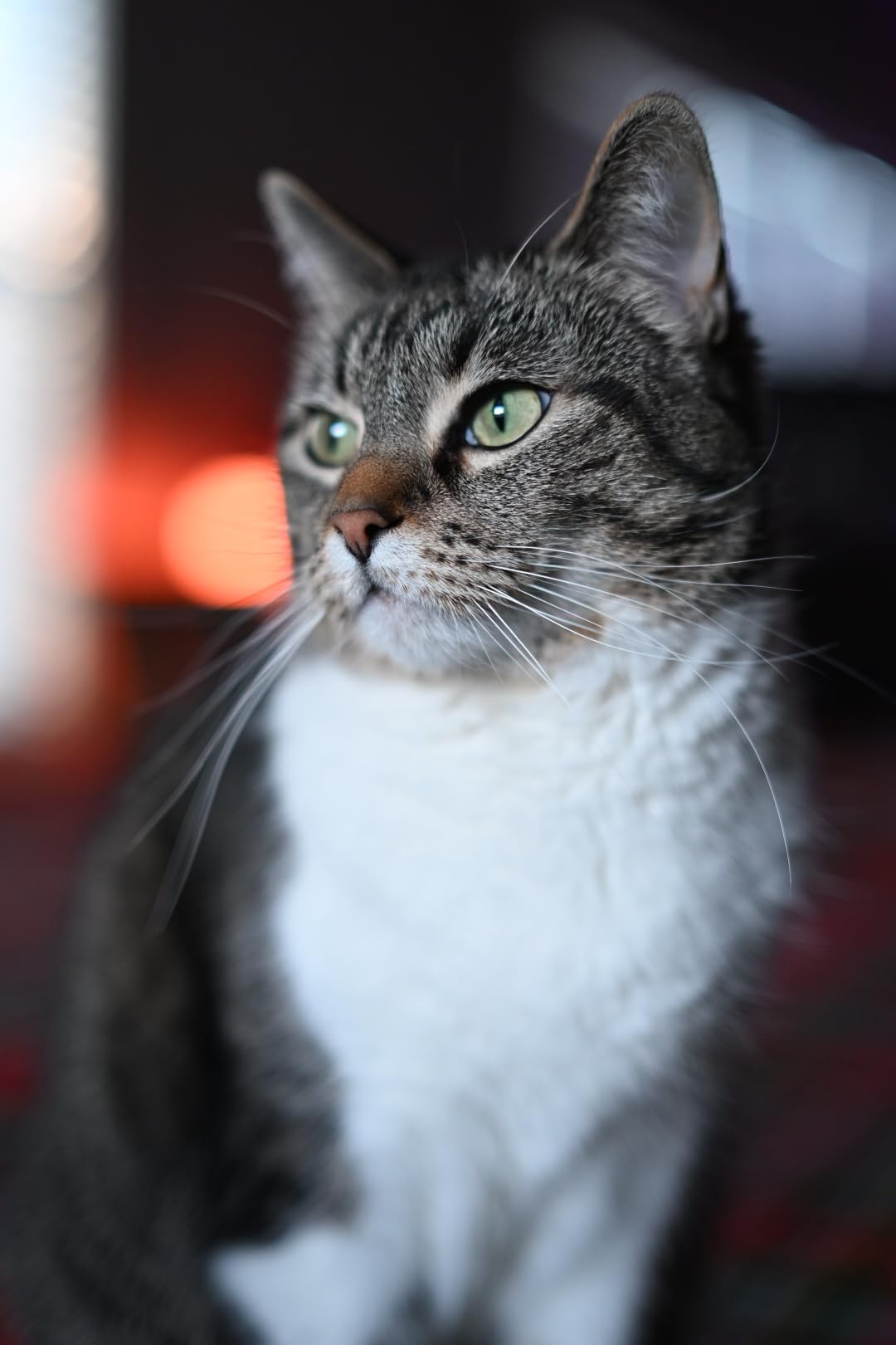 Nikon NIKKOR Z 50mm f/1.4 customer photo 1