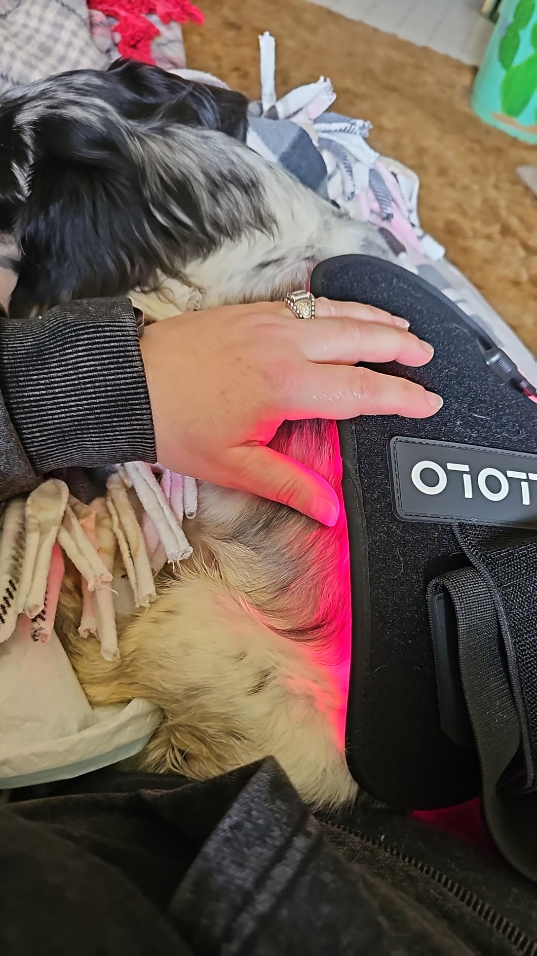 ALLOLO Red Light Therapy for Body, 3 in 1 LEDs Red Light Therapy Belt with Timer Remote Control, 660nm 850nm Infrared Light Therapy Pad for Body Waist Shoulder Knee, 12.6