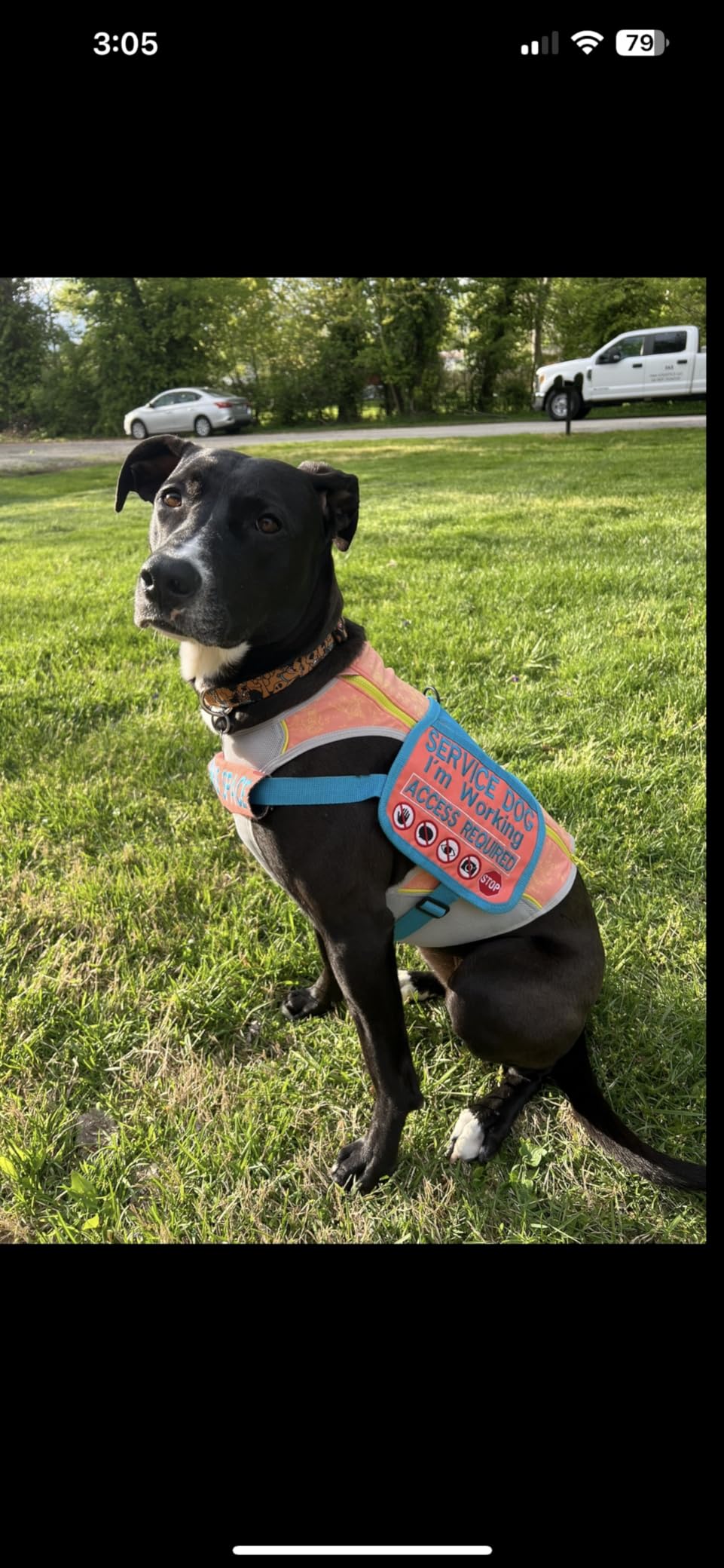 Ruffwear, Swamp Cooler Zip Dog Vest, Evaporative Cooling for Hot Weather, Graphite Gray, Medium customer photo 2