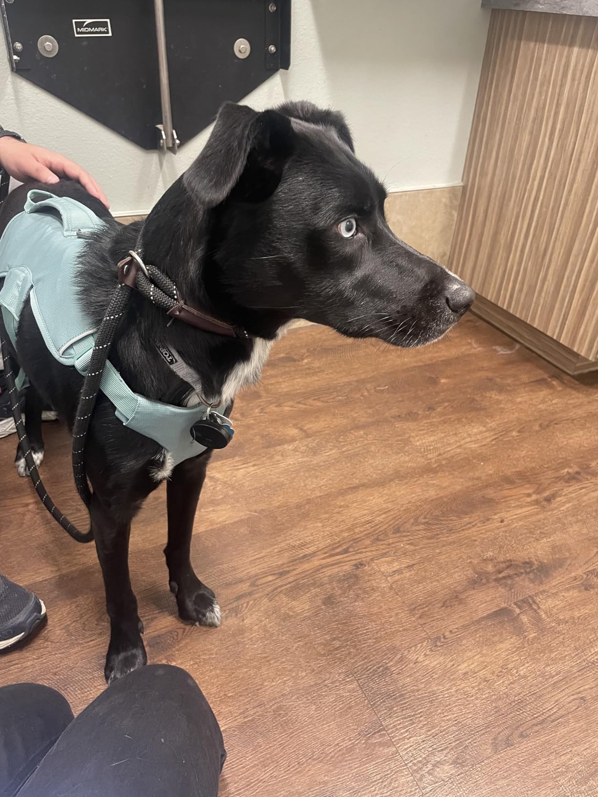 Ruffwear Web Master, Multi-Use Support Dog Harness, Hiking and Trail Running, Service and Working, Everyday Wear, River Rock Green, Medium customer photo 1