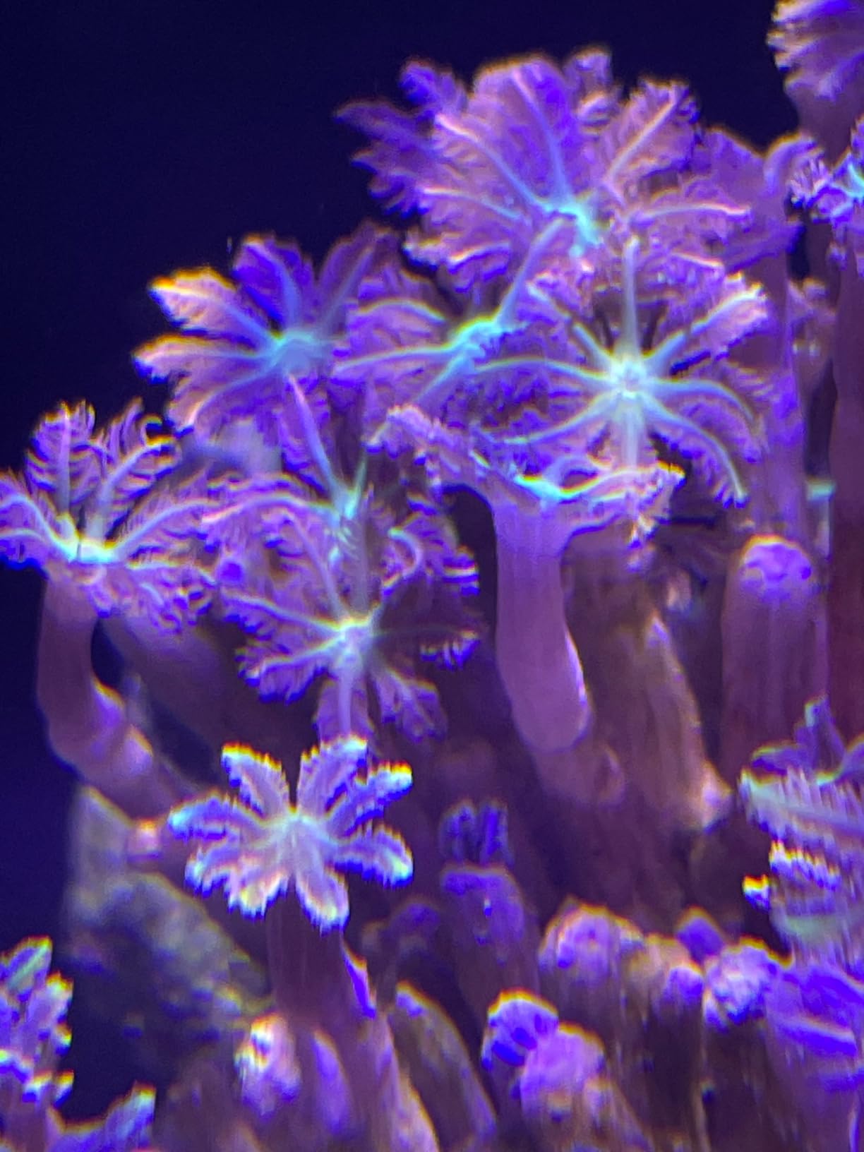 PopBloom RL60 Full Spectrum Reef Light, 60W WiFi Marine Reef LED Aquarium Light Saltwater Aquarium Fish Tank Lamp, APP Fully Programmable, Sunrise Sunset customer photo 1