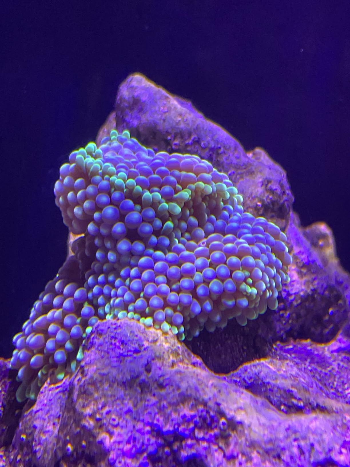 PopBloom RL60 Full Spectrum Reef Light, 60W WiFi Marine Reef LED Aquarium Light Saltwater Aquarium Fish Tank Lamp, APP Fully Programmable, Sunrise Sunset customer photo 2