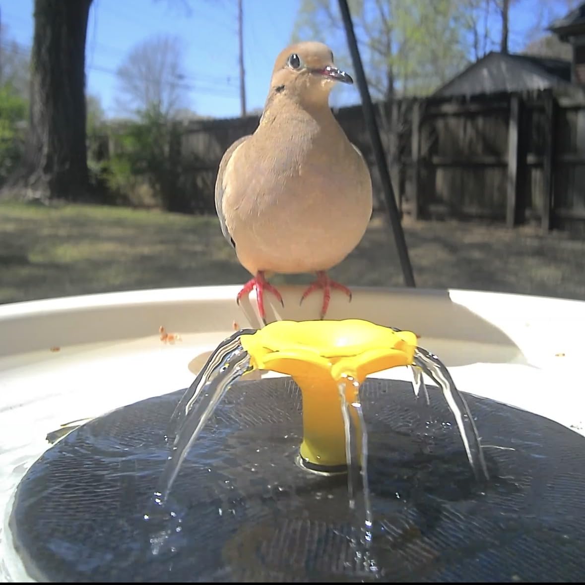 Birdfy Smart Bird Bath with Camera Solar Powered & Fountain, Dual-Lens Camera for Wildbird Watching, Auto Capture Bird Videos & Motion Detection - AI by Subscription (Blue) customer photo 1