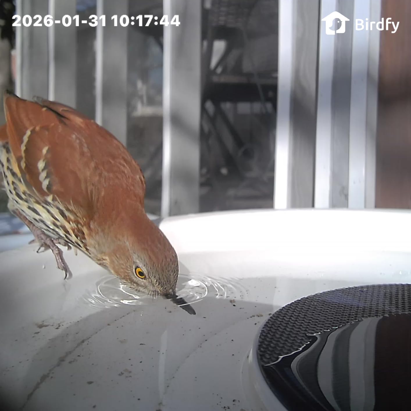 Birdfy Smart Bird Bath with Camera Solar Powered & Fountain, Dual-Lens Camera for Wildbird Watching, Auto Capture Bird Videos & Motion Detection - AI by Subscription (Blue) customer photo 2