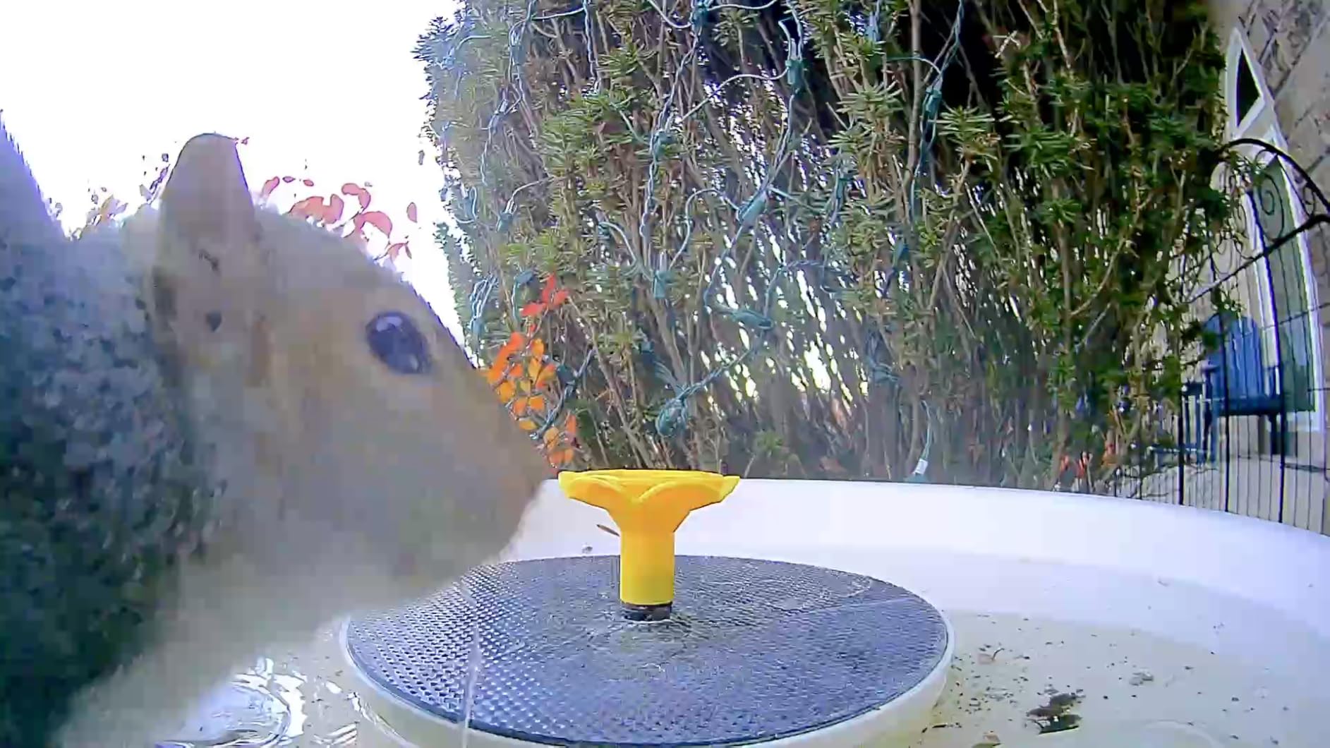 Birdfy Smart Bird Bath with Camera Solar Powered & Solar Fountain & Stand, Dual-Lens Camera for Bird Watching in Phone, Auto Capture Bird Videos, Ideal Present for Bird Lover (AI by Subscription) customer photo 2