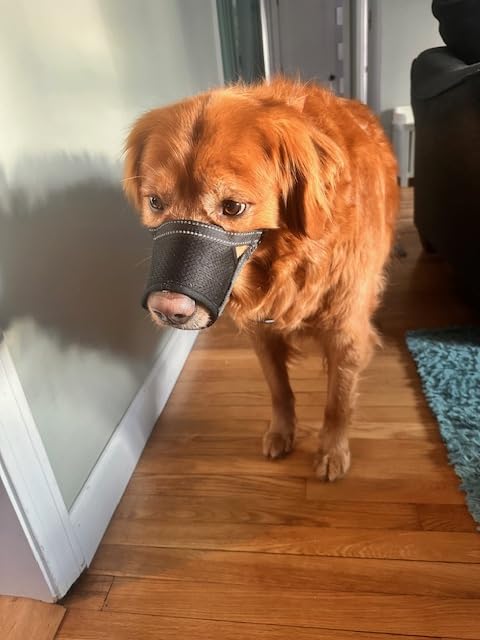 Dog Muzzle for Large Dogs - Soft Breathable Muzzle for Large Sized Dog with Air Mesh | Adjustable Mussels for Dogs Grooming | Muzzles to Prevent Biting Barking Chewing Allows Panting Drinking customer photo 1