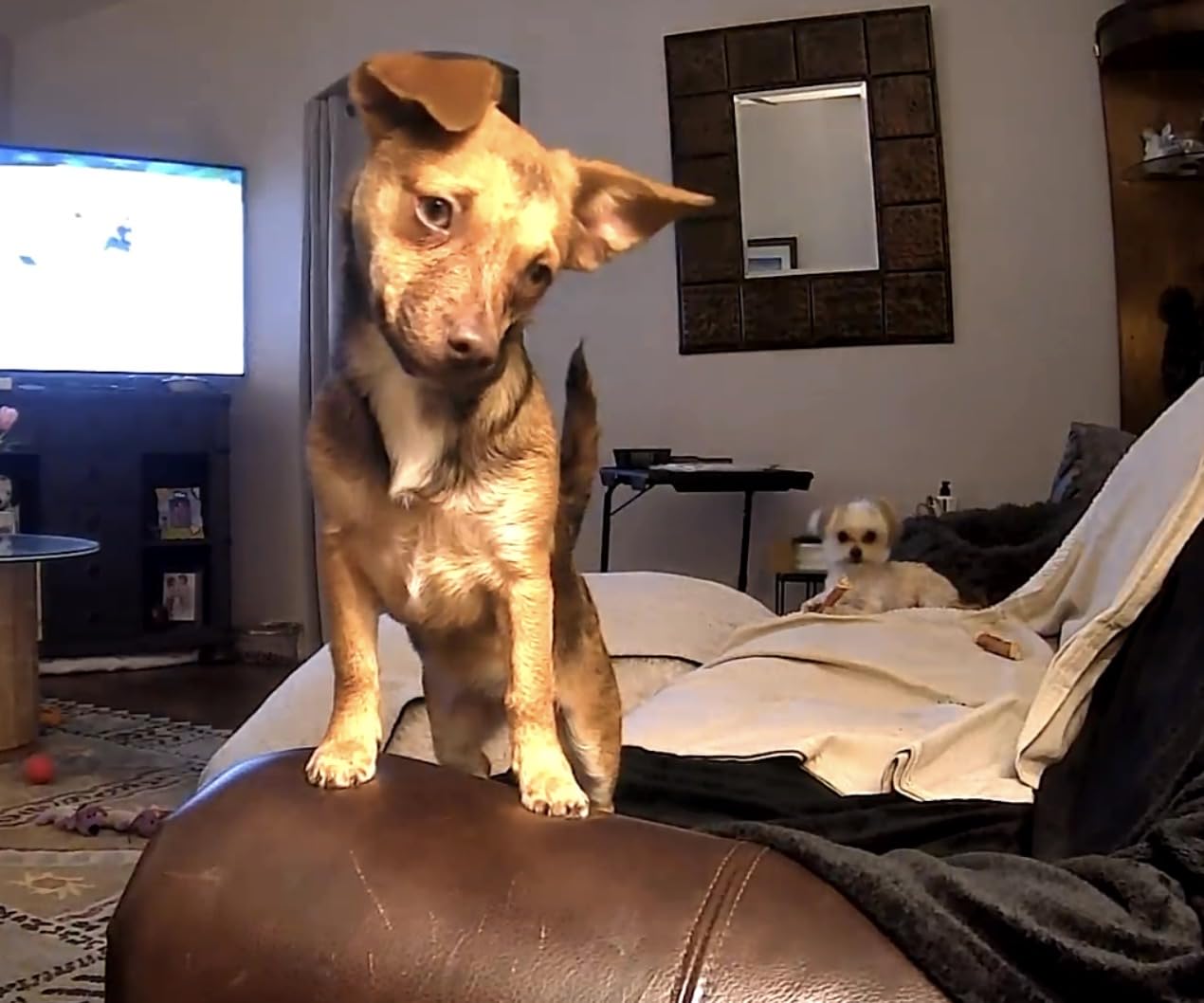 TKENPRO 2K Pet Camera Treat Dispenser, AI Photo Album, Dog Camera with 360° Auto Tracking & 5G/2.4G WiFi, 2-Way Talk, Remote Treat Tossing, Motion Alerts for Cats Indoor customer photo 1
