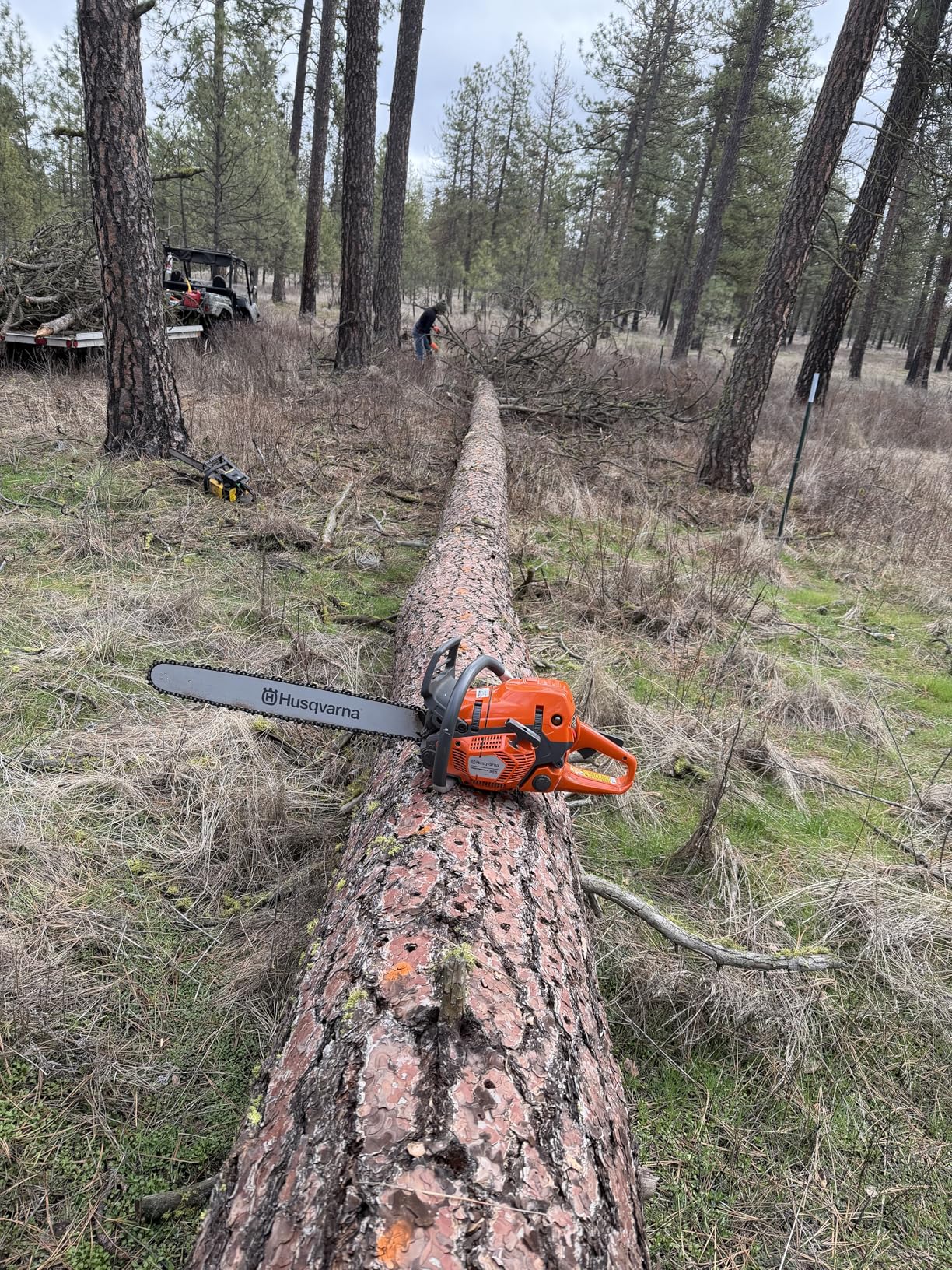 Husqvarna 555 Gas Chainsaw, 60-cc 4.16-HP 2-Cycle X-Torq Engine, 24 Inch customer photo 2