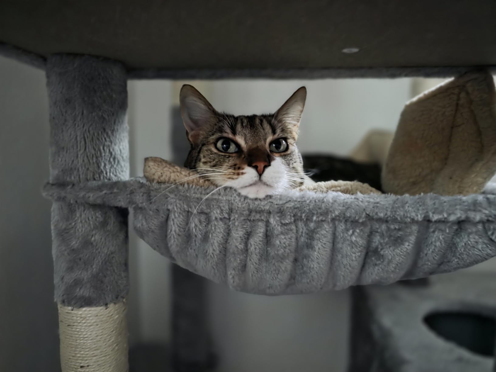 Globlazer Heavy Duty Cat Tree Tower, 70inch Sturdy Cat Tree for Indoor Cats Sturdy Large Cat Tower with Scratching Post and Scratching Board, Hammock, Cat Condo for Adult Cats Kittens, F70 Pro, Beige customer photo 2