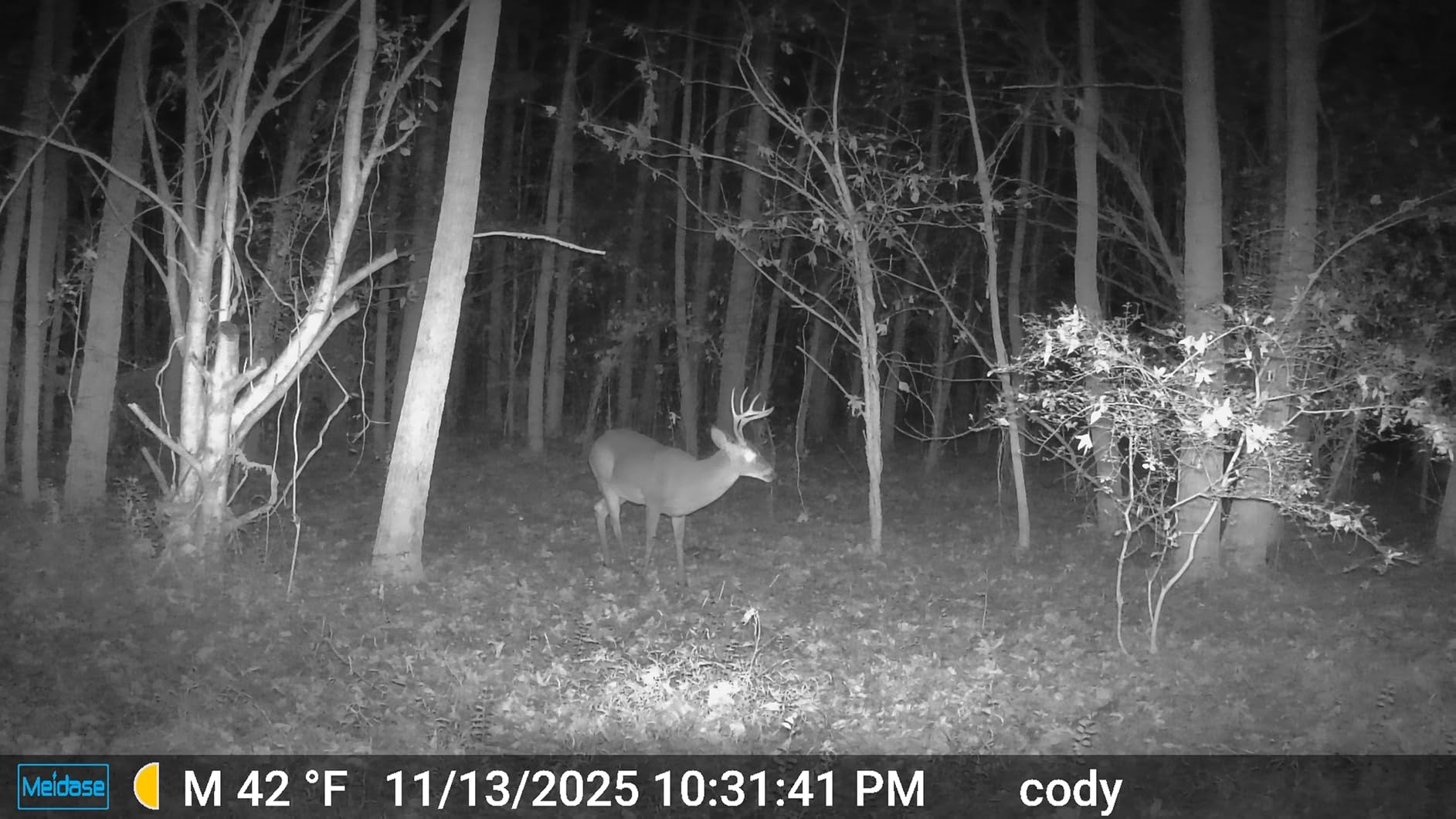 Meidase P200 WiFi (Non-Cellular) Trail Camera, 64MP Photo, 1296p Video, Bluetooth WiFi App Control, 0.1s Motion Detection, No Glow Night Vision 100ft, for Wildlife Animal Scouting or Backyard customer photo 1