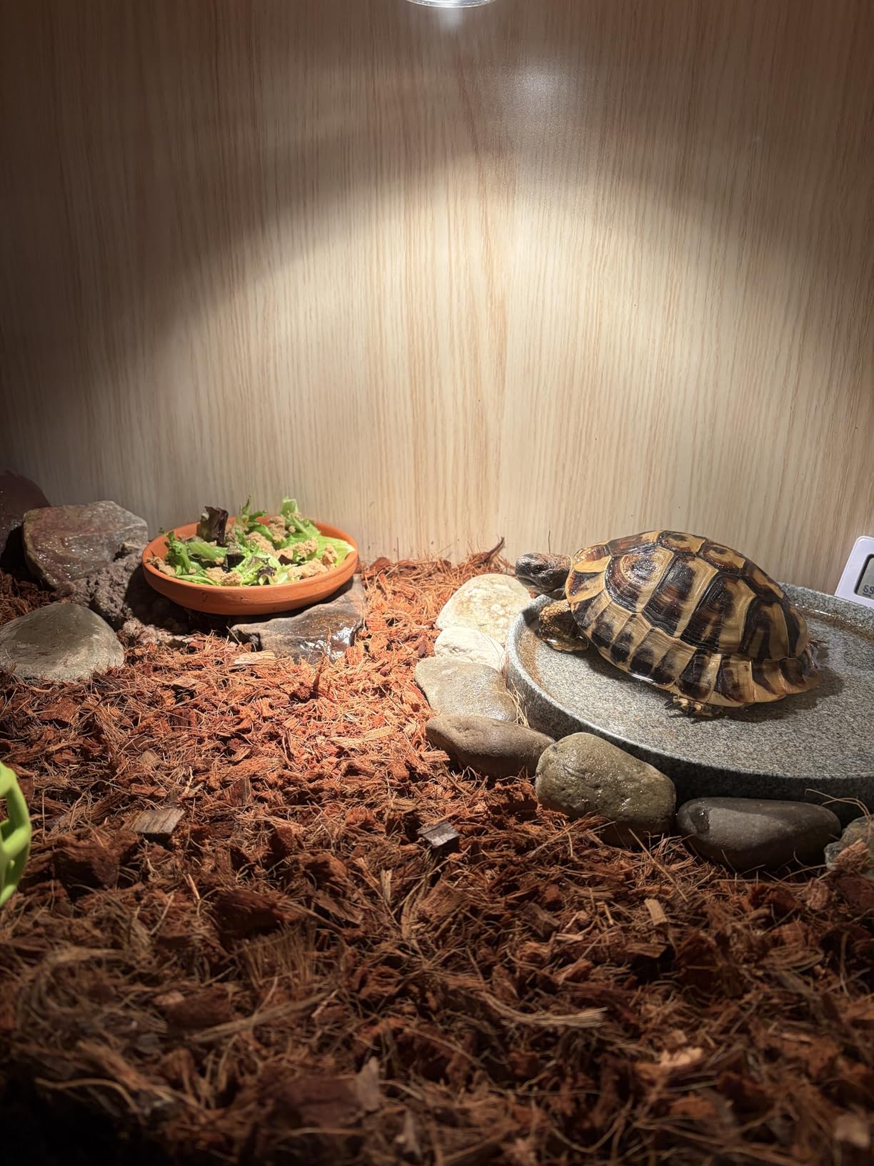 PROLEE Bearded Dragon Tank, Wooden Reptile Tank and Lizard Tank, Tempered Glass Large Bearded Dragon Enclosure with Built-in Lamp Fixture (48X20X20inch, 80 Gallons) customer photo 2