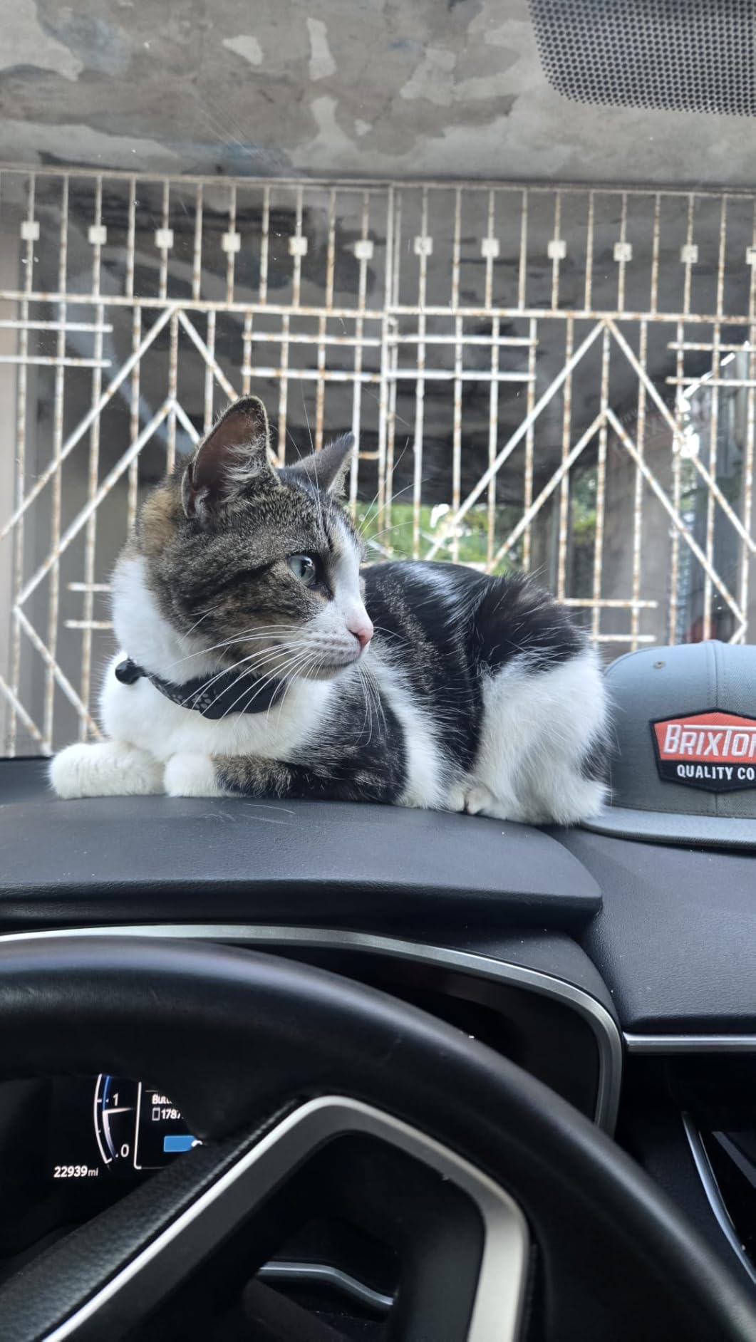 Pet Tracker, GPS Collar for Cats, Smart tag, Waterproof Compatible with Find My, No Monthly Fee, Advanced Tracking Solution Smart Collar for Pet Safety Ideal Small Large Cats (Android User) customer photo 1