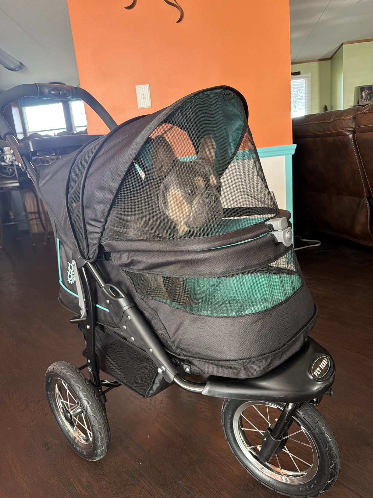 Pet Gear No-Zip NV Pet Stroller for Cats/Dogs, Zipperless Entry, Easy One-Hand Fold, Gel-Filled Tires, Plush Pad + Weather Cover Included, Caribbean Blue customer photo 1