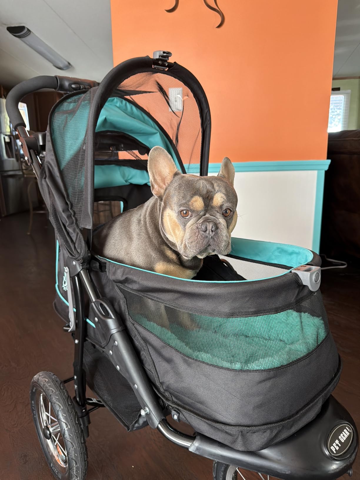 Pet Gear No-Zip NV Pet Stroller for Cats/Dogs, Zipperless Entry, Easy One-Hand Fold, Gel-Filled Tires, Plush Pad + Weather Cover Included, Caribbean Blue customer photo 2