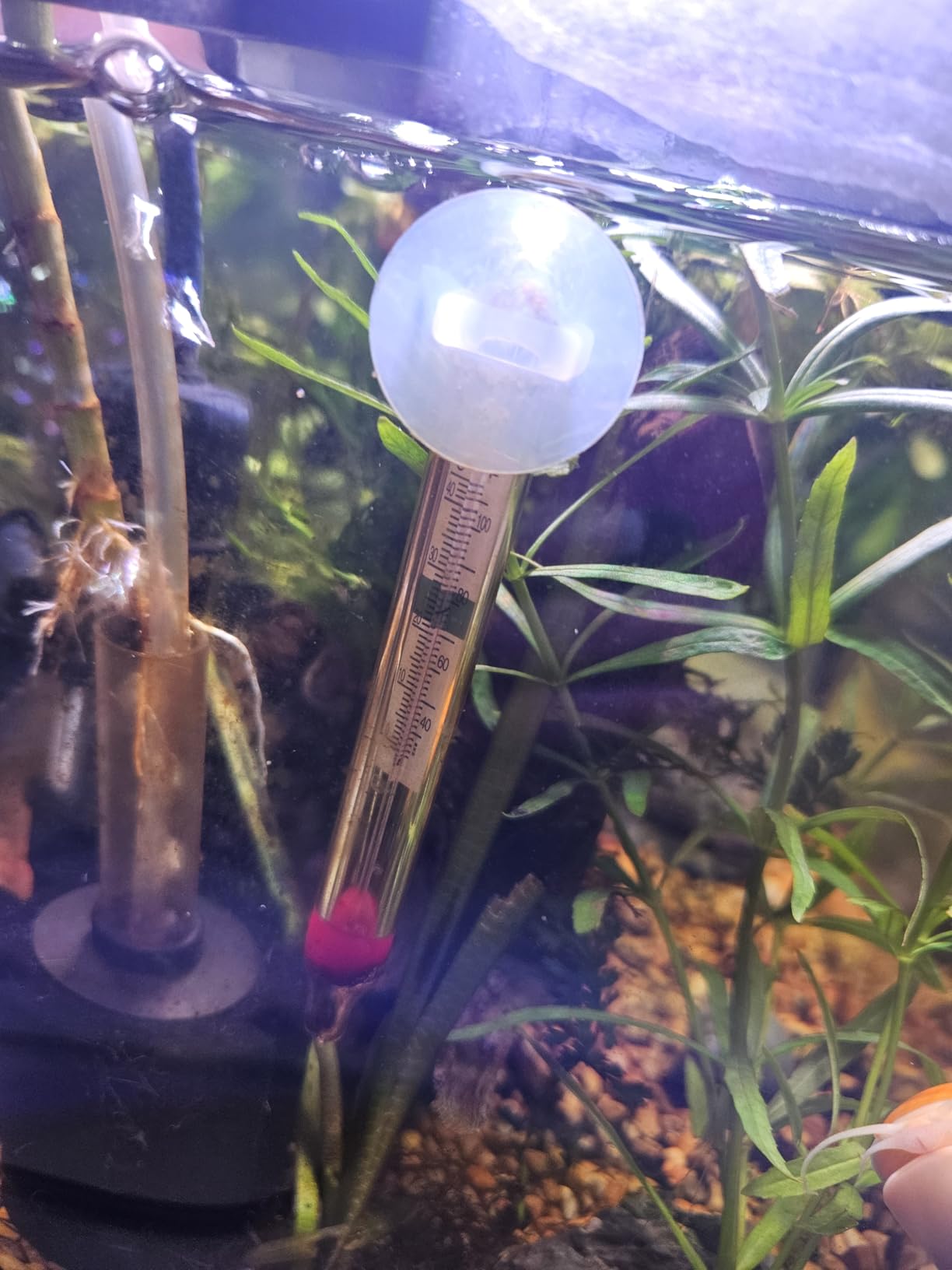 Penn-Plax Therma-Temp Floating Aquarium Thermometer - Easy to Read - Temperature Gauge with Optional Suction Cup and Removable Mount - Safe for Freshwater and Saltwater Tanks - Multicolor, 4.25 Inches customer photo 1