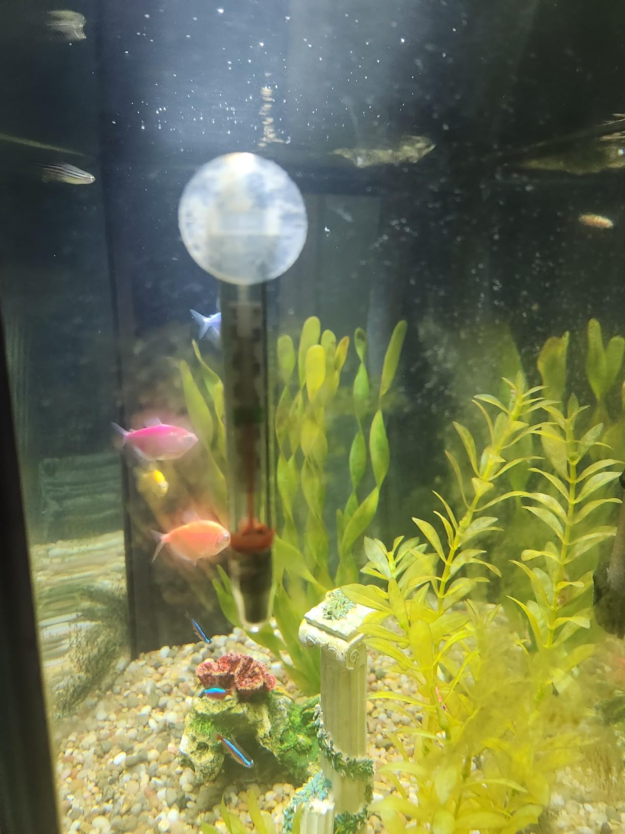 Penn-Plax Therma-Temp Floating Aquarium Thermometer - Easy to Read - Temperature Gauge with Optional Suction Cup and Removable Mount - Safe for Freshwater and Saltwater Tanks - Multicolor, 4.25 Inches customer photo 2