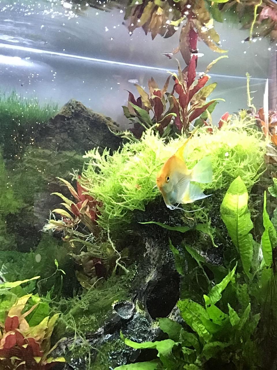 CaribSea Eco-Complete Planted Aquarium Substrate - 20 lbs - Black Nutrient-Rich Gravel for Freshwater Planted Tanks - Promotes Healthy Plant Growth & Water Stability customer photo 2