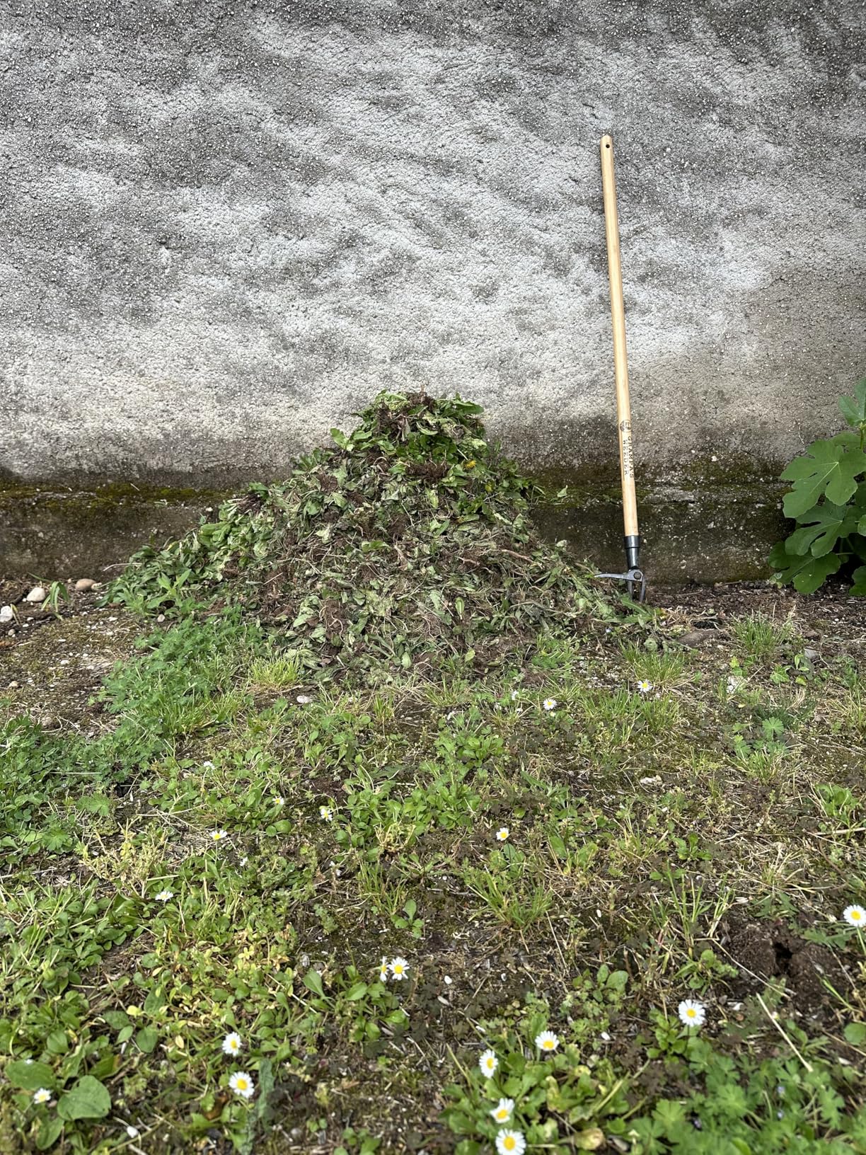 Grampa's Weeder - The Original Stand Up Weed Puller Tool with Long Handle - Made with Real Bamboo & 4-Claw Steel Head Design - Easily Remove Weeds Without Bending, Pulling, or Kneeling. customer photo 2