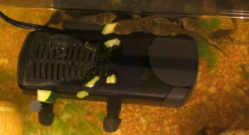 Fluval U3 Underwater Filter - Designed for Freshwater and Saltwater Aquariums, Also Ideal for Terrariums and Turtle Tanks customer photo 1