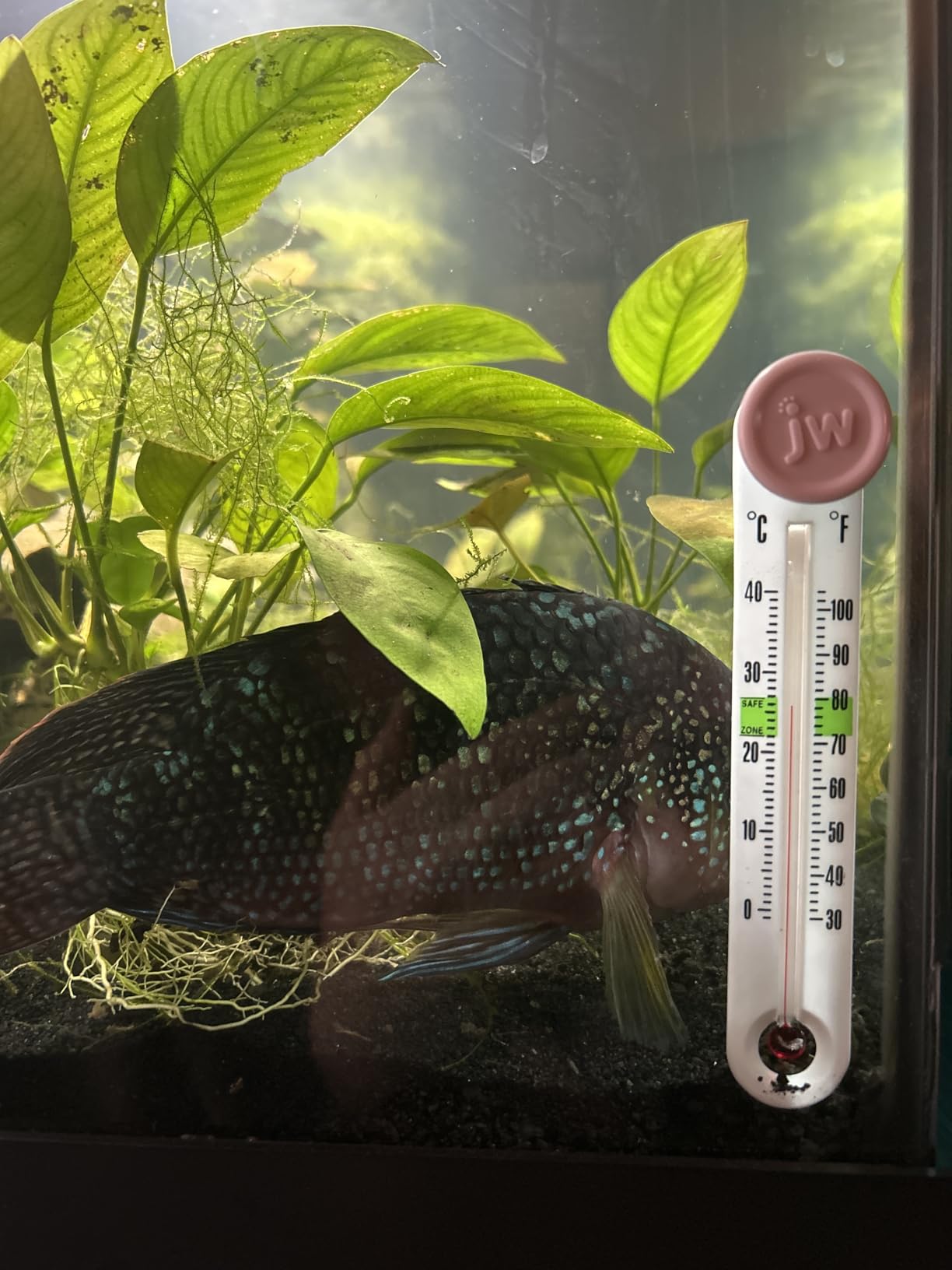 JW Aquarium SmartTemp Thermometer customer photo 2