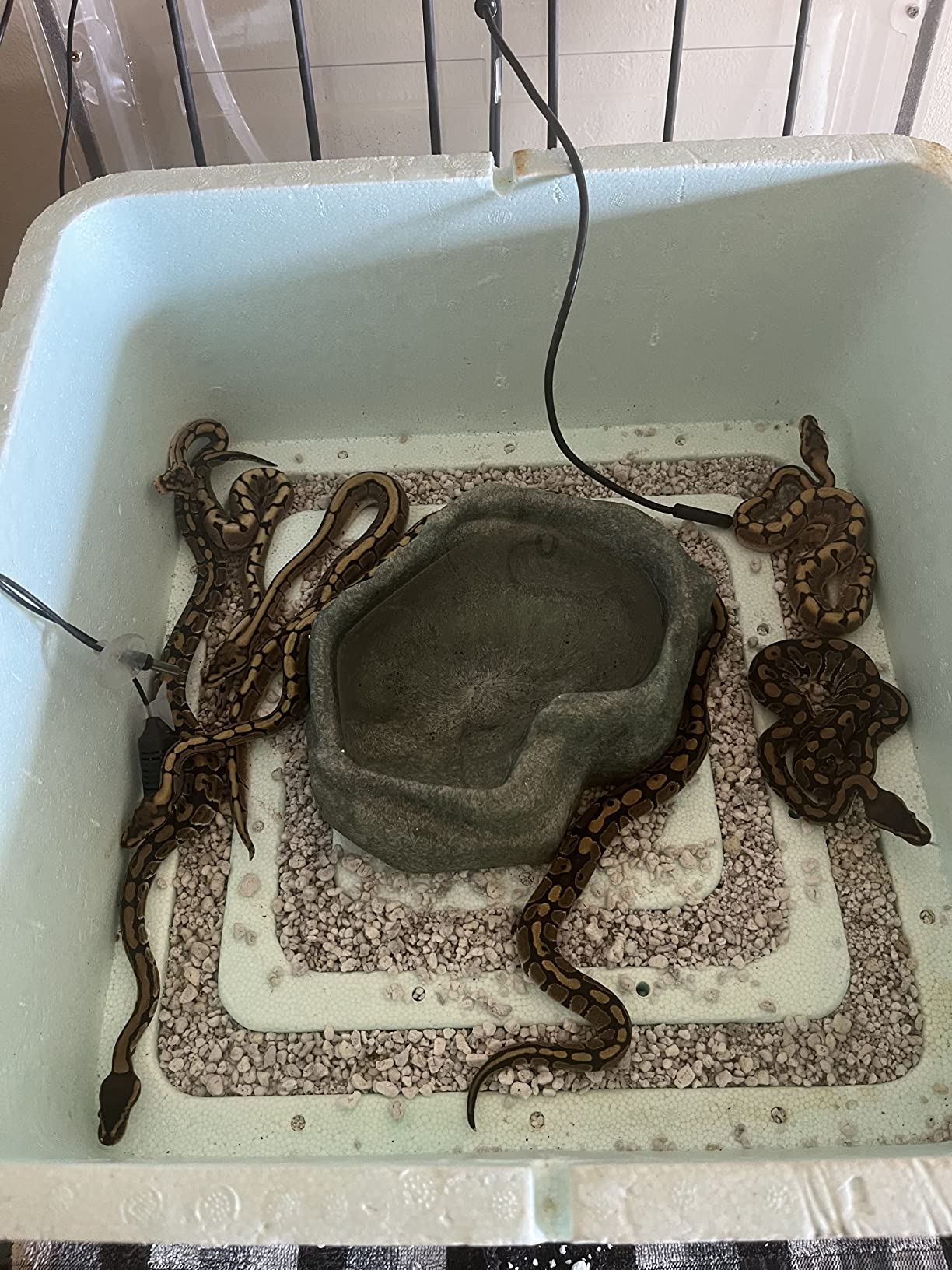 Zoo Med ReptiBator Digital Reptile Egg Incubator customer photo 1