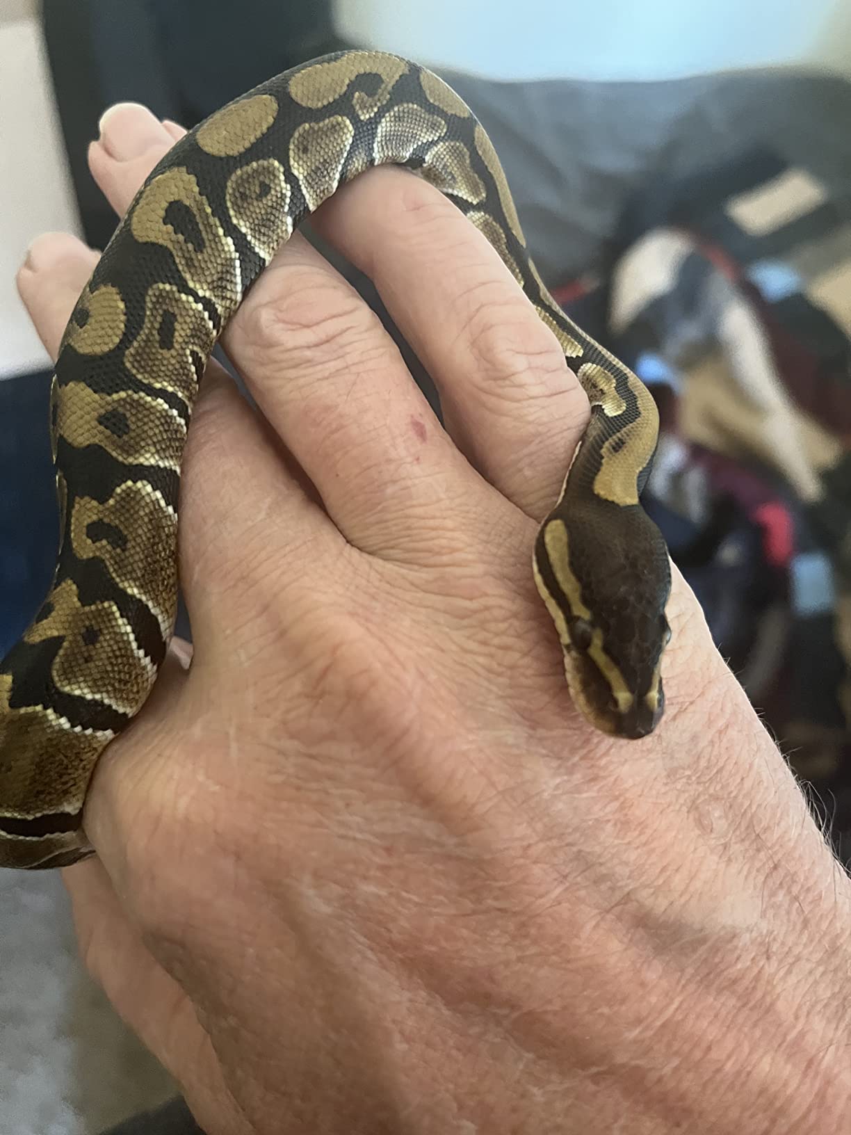 Zoo Med ReptiBator Digital Reptile Egg Incubator customer photo 2