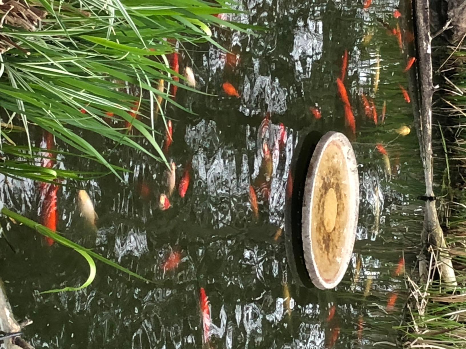 Tetra Pond UVC-18 GreenFree UV Clarifiers, Up To 4400 Gallons, 18-Watt customer photo 1