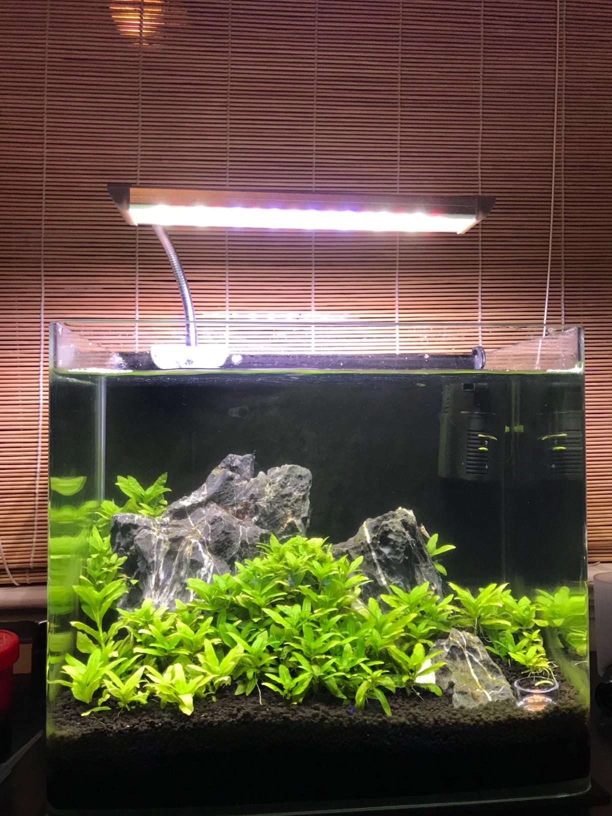 PENN-PLAX Water-World Radius Desktop Nano Aquarium Kit - Includes LED Light, Internal Filter, and Mat - Perfect for Shrimp and Small Fish - 10 Gallon Tank customer photo 1