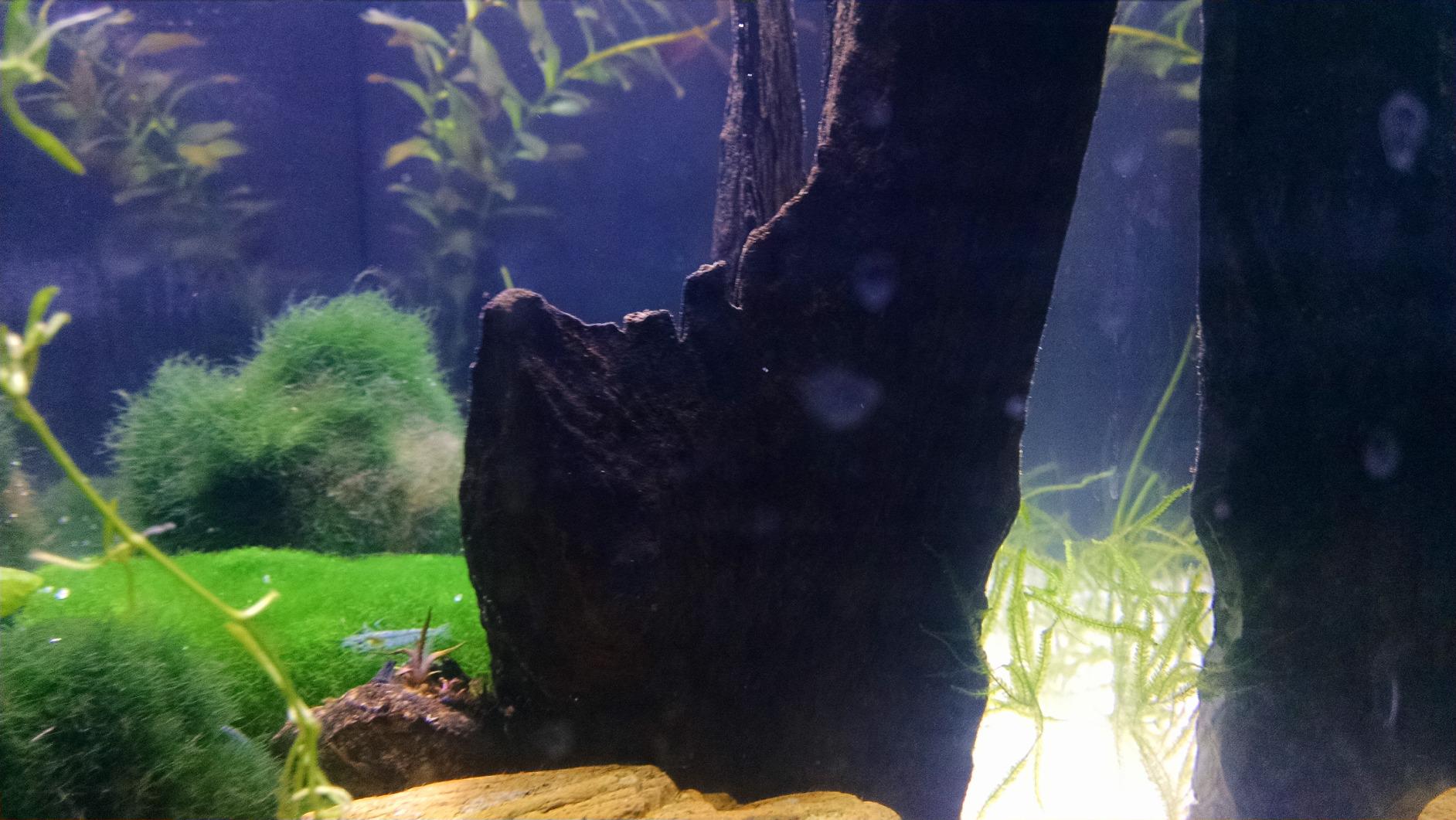 Fluval SPEC Freshwater Aquarium Kit with LED Lighting and 3-Stage Filtration, 2.6 Gallon, Black customer photo 1
