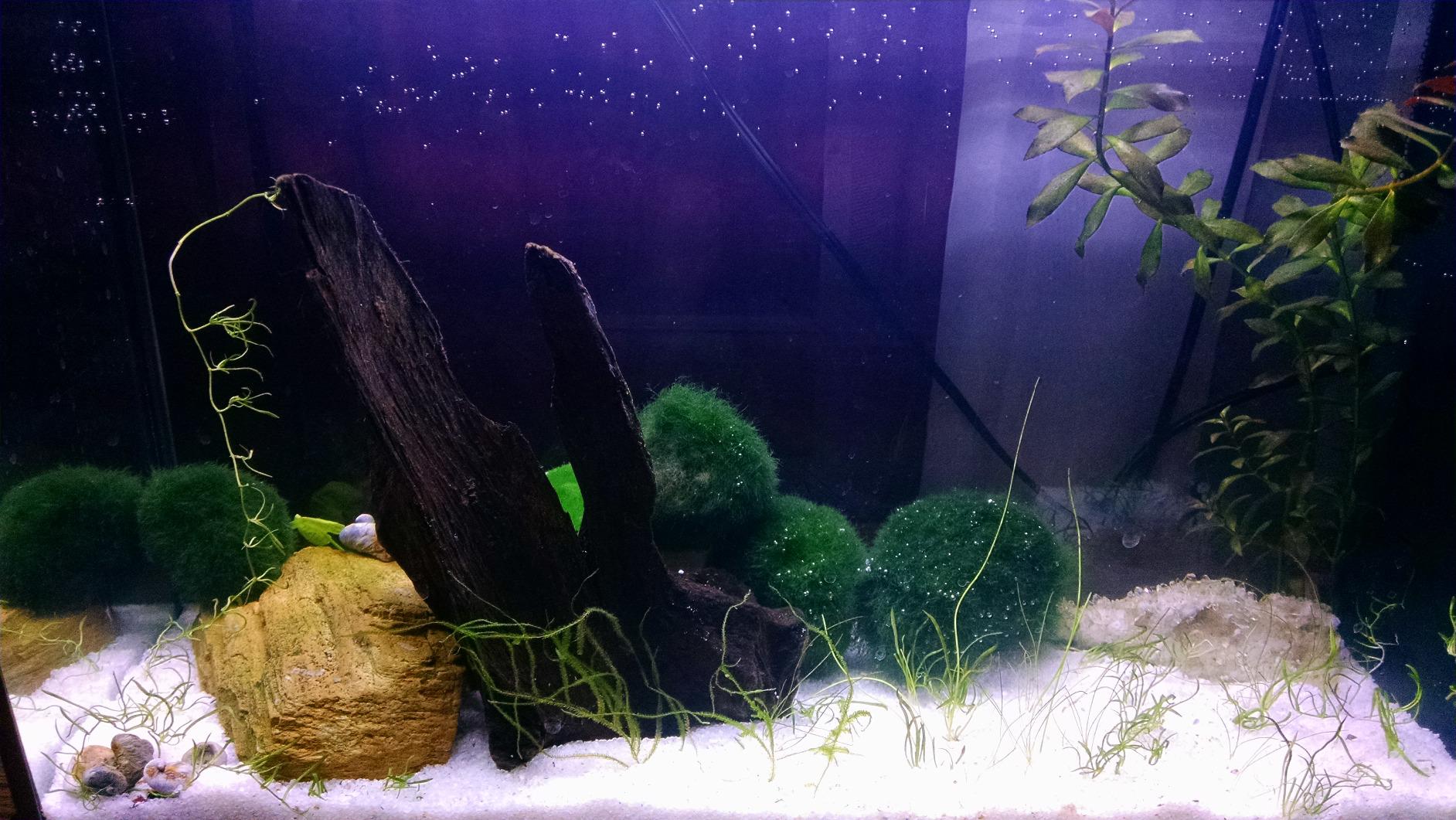 Fluval SPEC Freshwater Aquarium Kit with LED Lighting and 3-Stage Filtration, 2.6 Gallon, Black customer photo 2