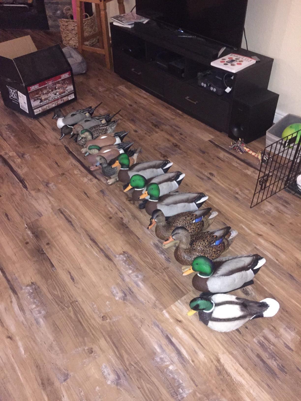 Avian X Topflight Realistic Open Water Mallard Duck Decoys with Weight-forward Swim Keel, Set of 6 customer photo 1