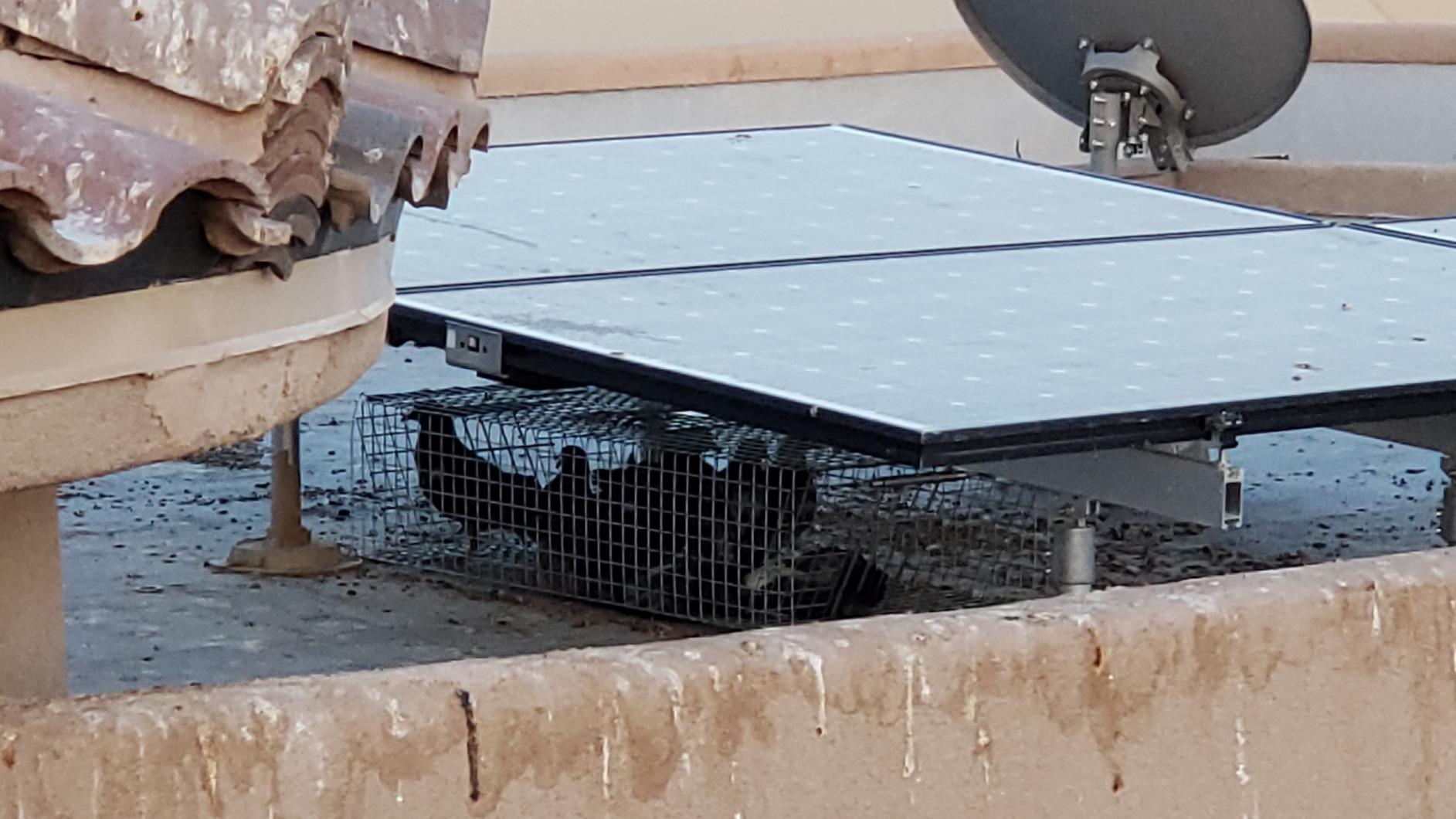 Model 502R - Tomahawk Double Door Rigid Pigeon Trap customer photo 1