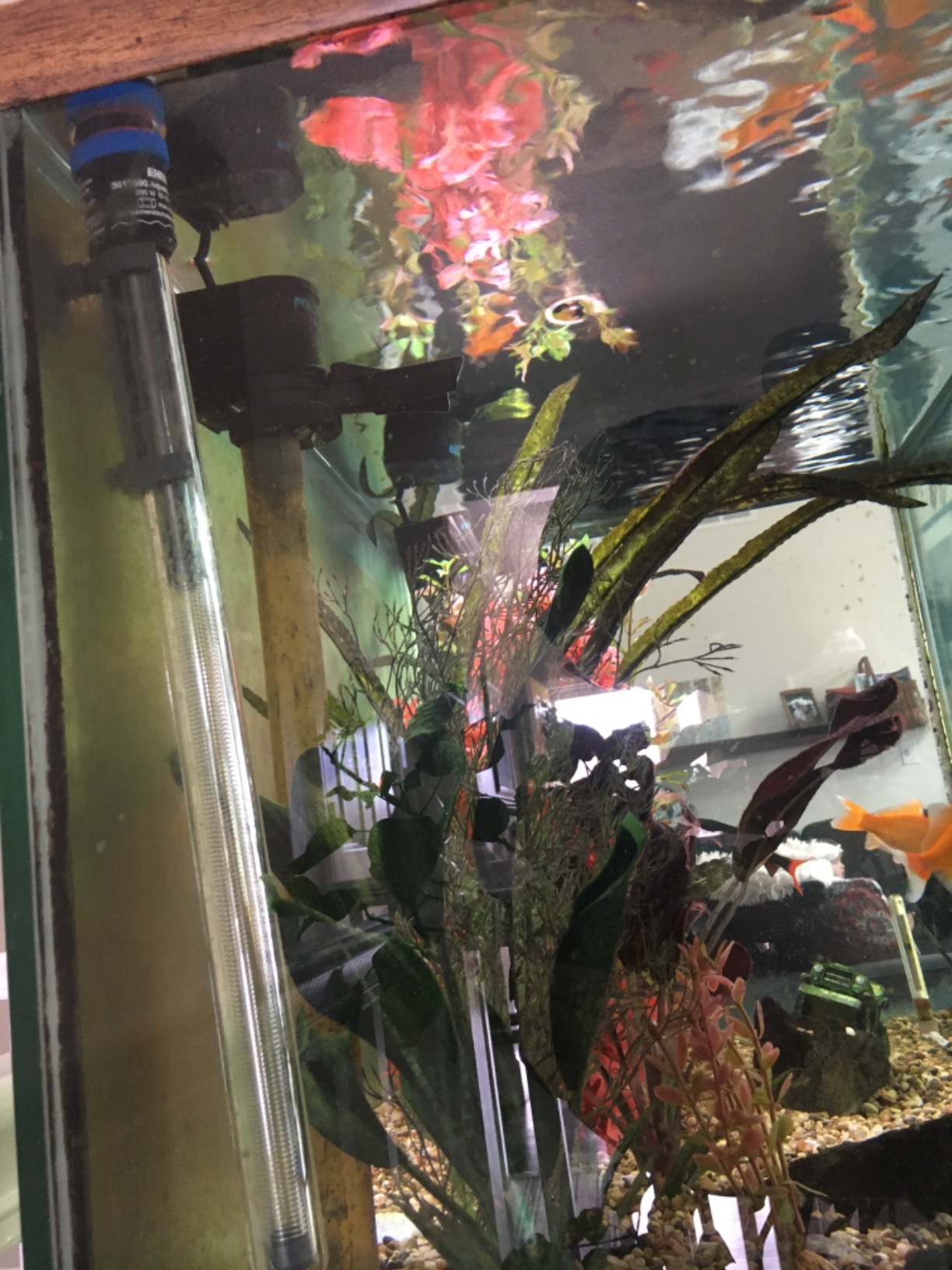 Eheim AEH3617090 Jager 200W Aquarium Thermostat Heater, 16-Inch customer photo 2
