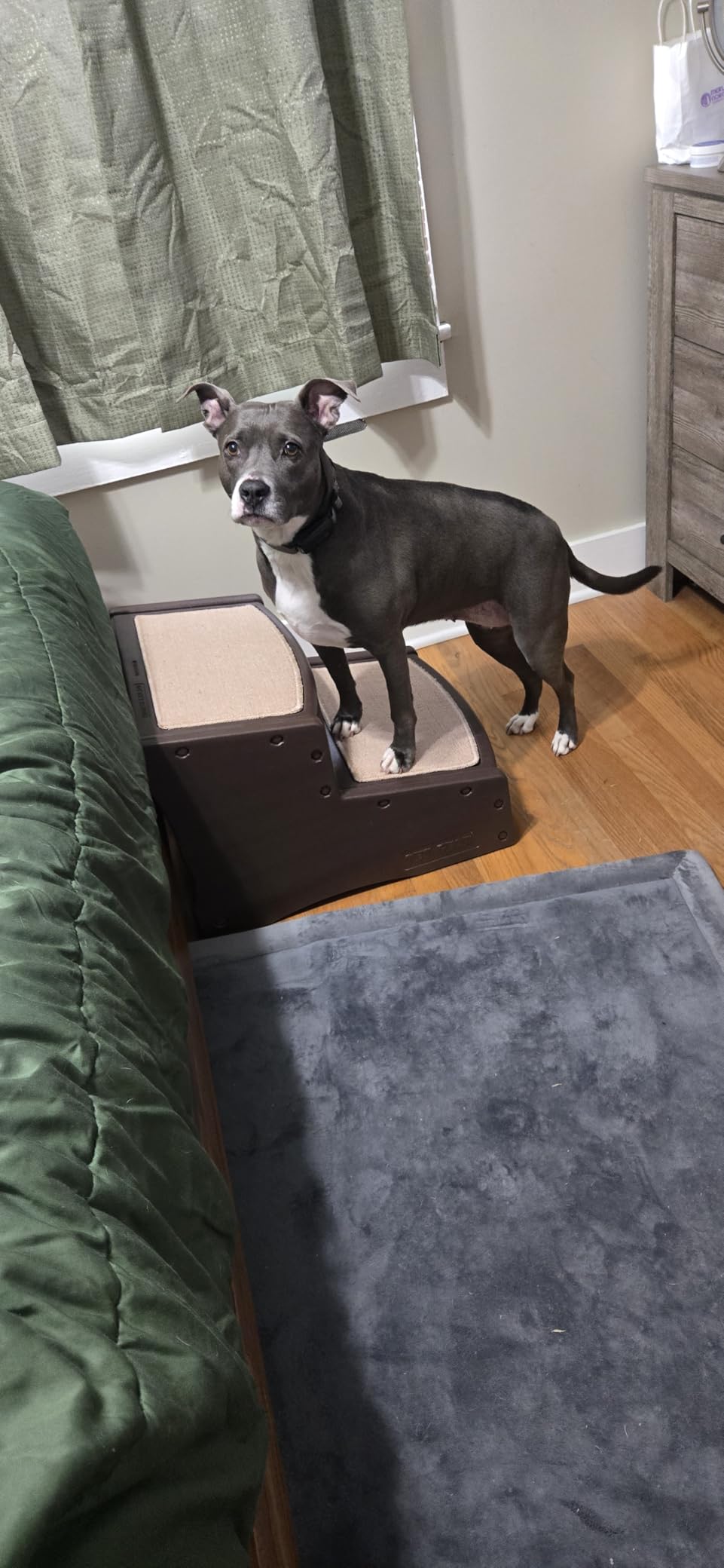 Pet Gear Easy Step II Extra Wide Pet Stairs, 2 Step for Dogs/Cats Up To 200 Pounds, Removable/Washable Carpet, Easy Assembly (No Tools Required) customer photo 1