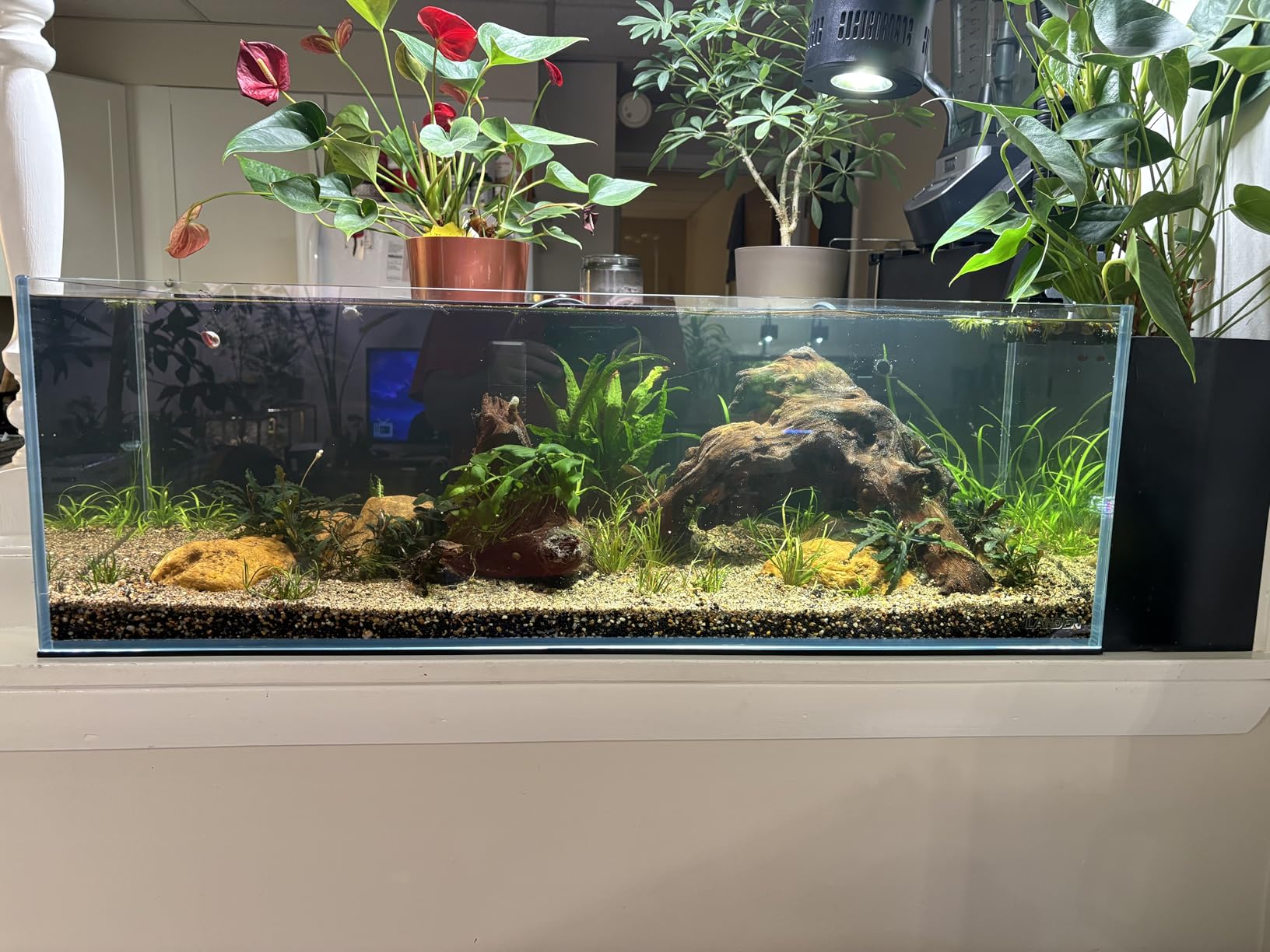 Landen 60H 30 Gallon Rimless Low Iron Aquarium Tank, 23.6 W x 17.7 D x 17.7 H (60cm x 45cm x 45cm) 8mm Thickness with Black Nano Foam Leveling mat Included customer photo 2