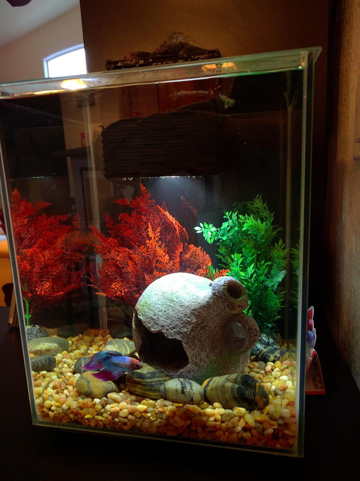 Fluval Chi II Series Aquarium Set, 5-Gallon - Aquarium Tank with Ambient LED Lighting, Flowing Water, and Elegant Design, White customer photo 2