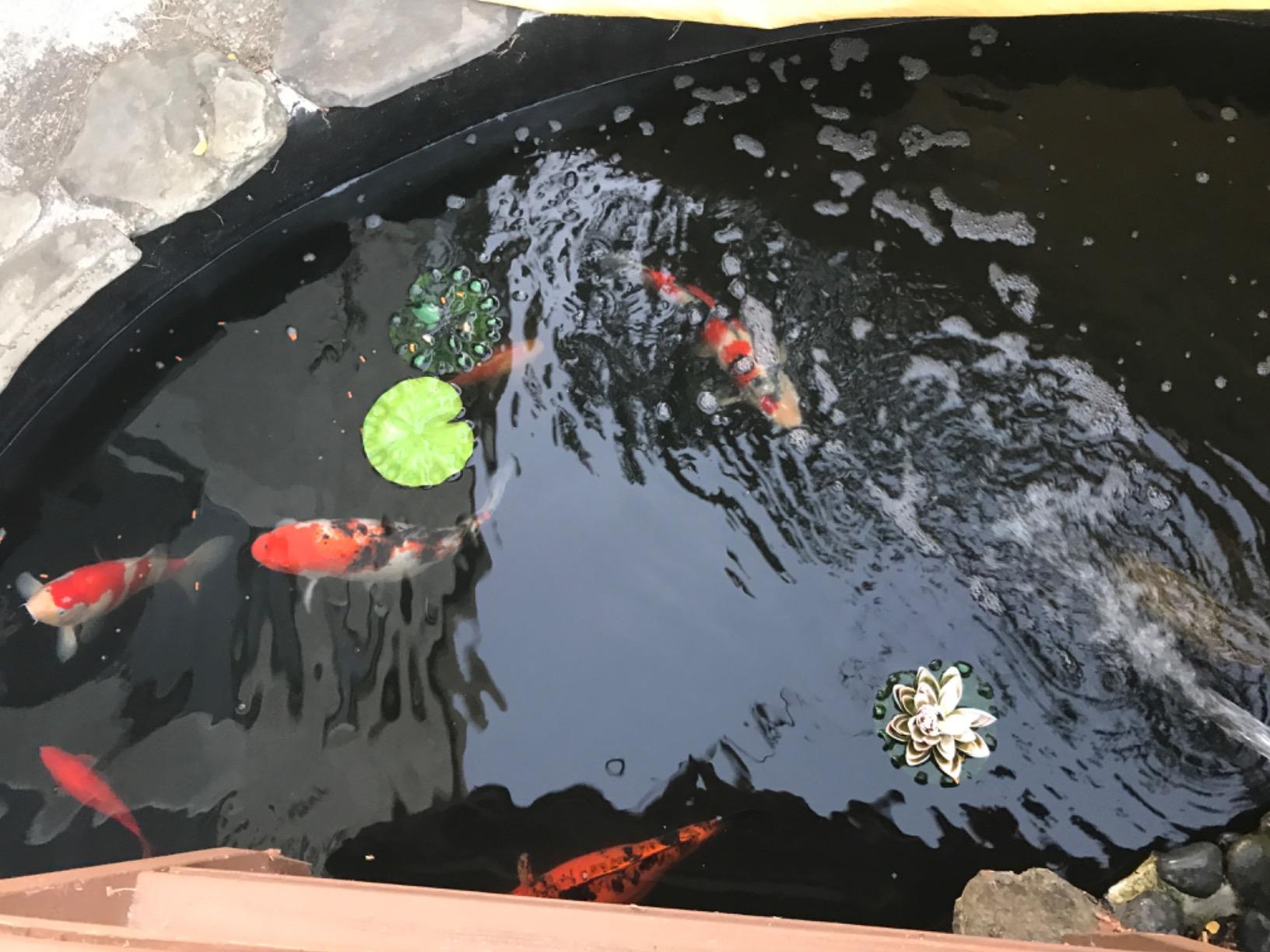 Aquascape UltraKlear 5000 UV Clarifier/Sterilizer for Pond Water Features, 55 Watts customer photo 1