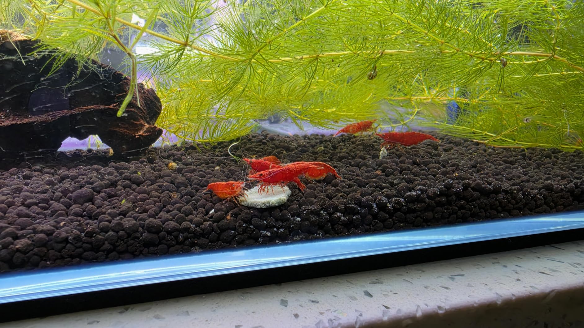 Fluval 12693 Plant and Shrimp Stratum for Freshwater Fish Tanks, 4.4 lbs. - Aquarium Substrate for Strong Plant Growth, Supports Neutral to Slightly Acidic pH customer photo 2