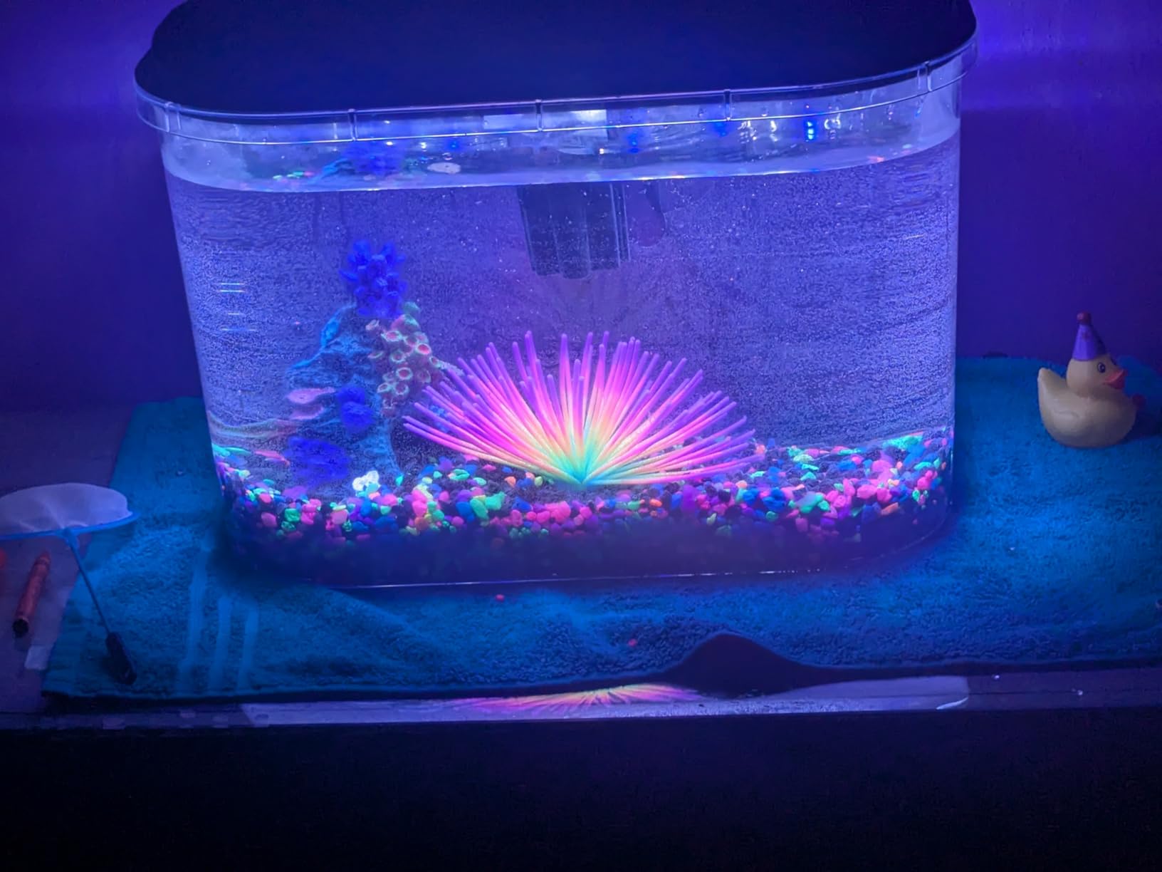Koller Products 5-Gallon Aquarium Kit with LED Lighting and Power Filter, Ideal for a Variety of Tropical Fish customer photo 2
