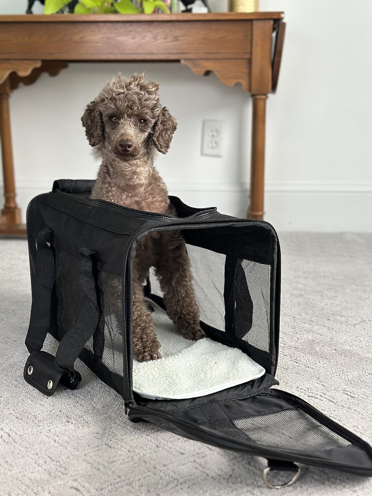 Amazon Basics Airline Approved Soft-Sided Mesh Pet Travel Carrier with Shoulder Strap, Portable, Washable Removable Fleece Pad for Dog, Cat, up to 16 pounds, 16.5
