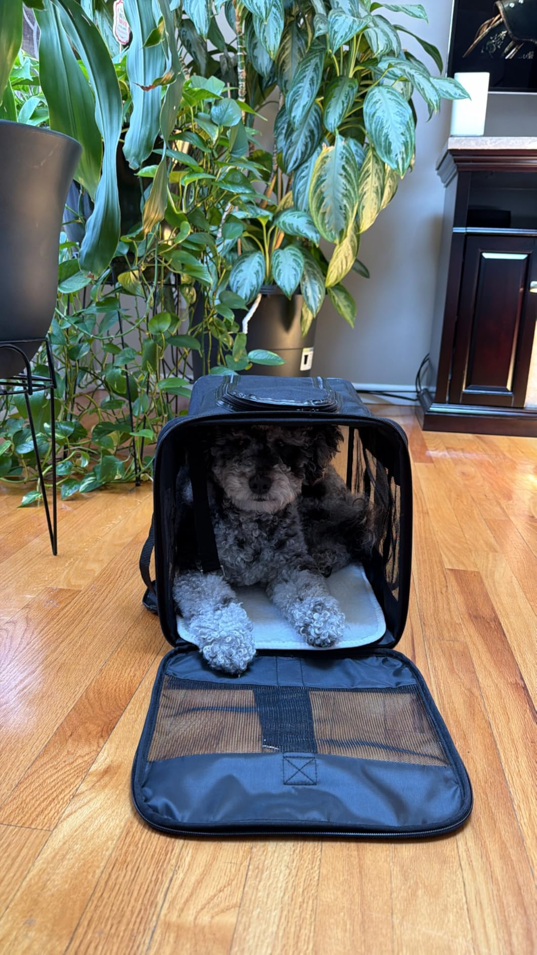 Amazon Basics Airline Approved Soft-Sided Mesh Pet Travel Carrier with Shoulder Strap, Removable Washable Fleece Pad, Top Opening, Ventilation for Dog, Cat, up to 22 pounds, 19.7Lx12Wx12H in., Black customer photo 1