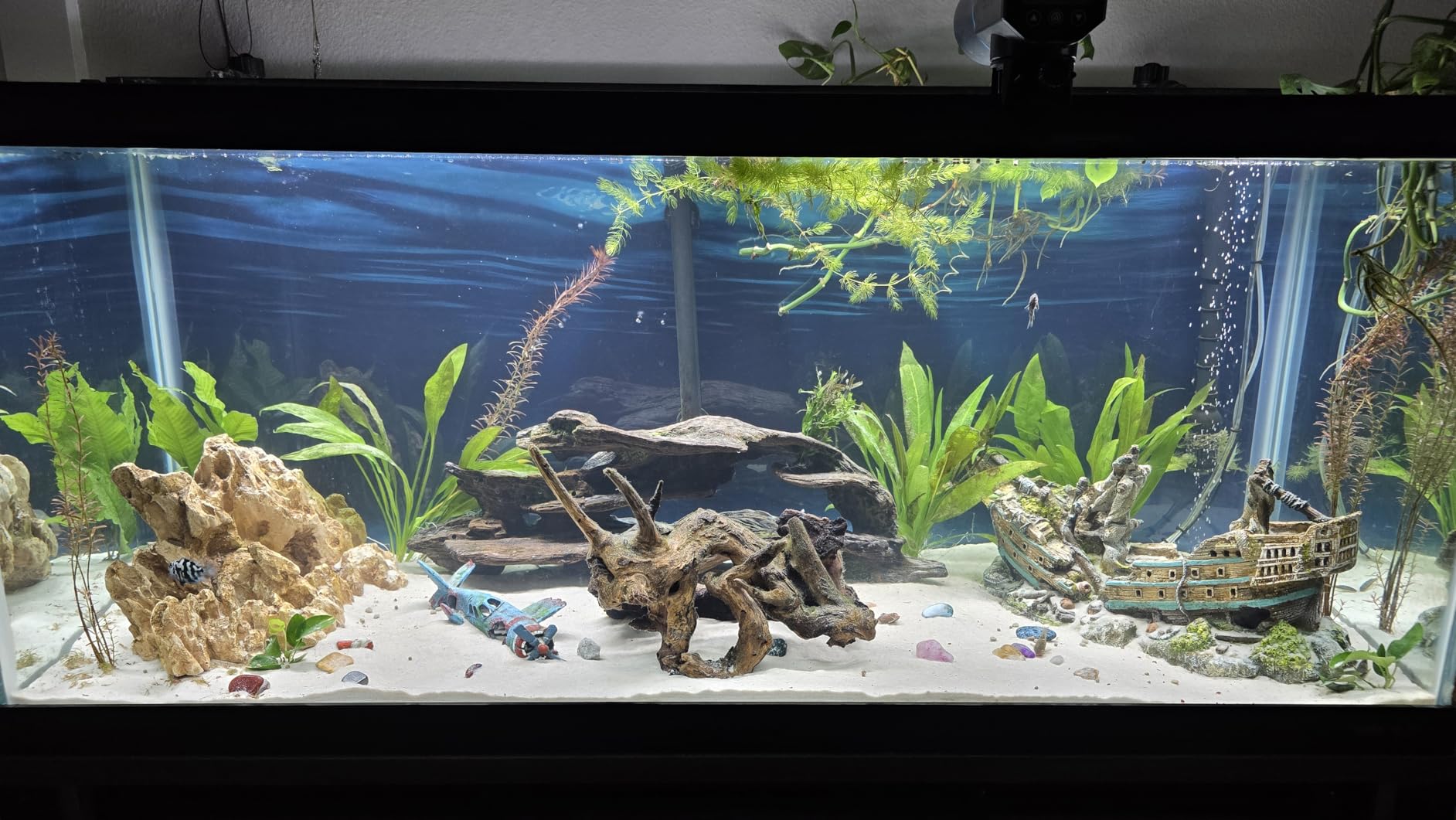 CaribSea Super Naturals Aquarium Sand Moonlight - 50 lb - Smooth Fish-Friendly Substrate, Natural Look, No Paints or Dyes, Ideal for Freshwater Aquariums customer photo 2